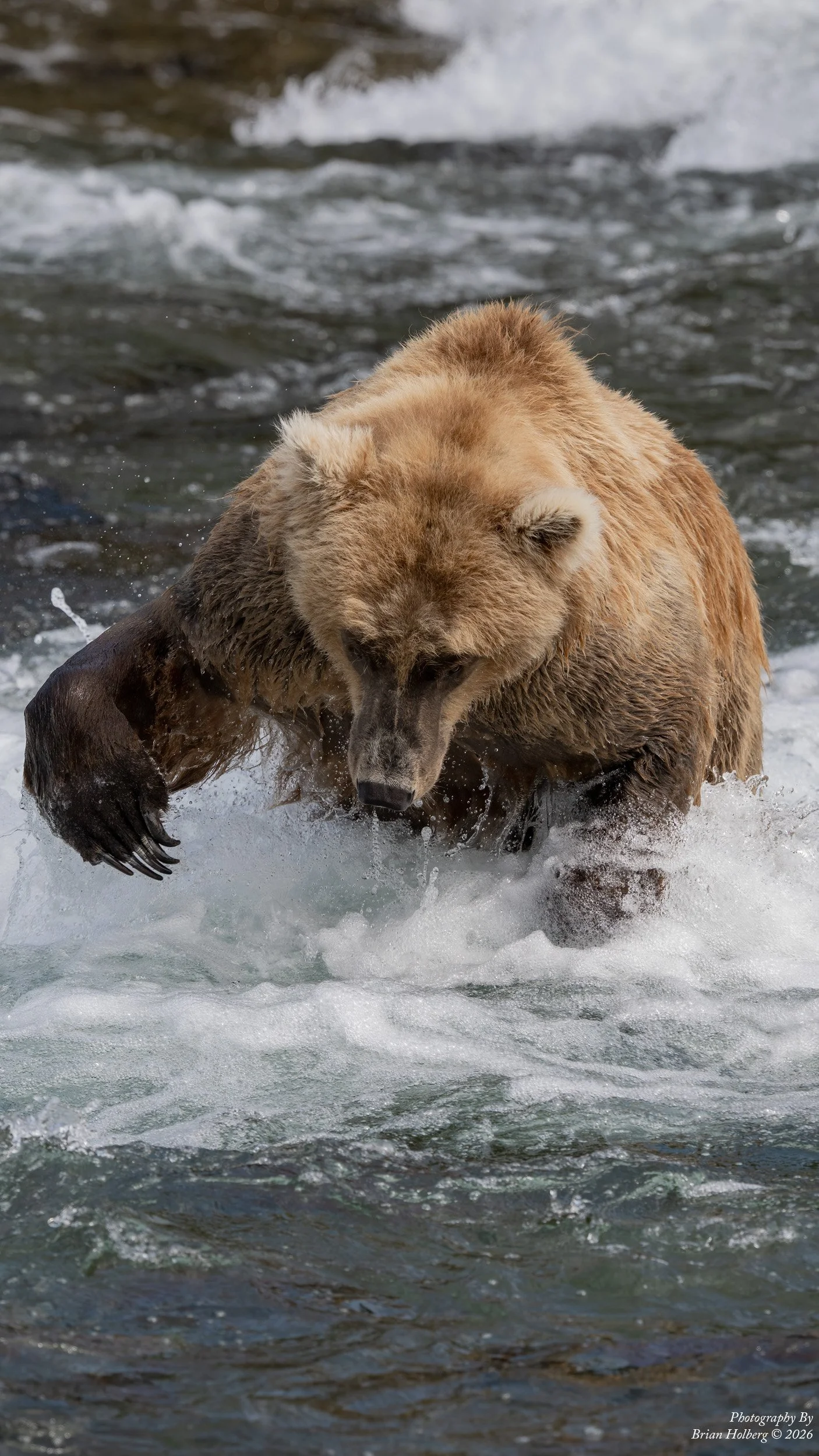 A brown bear walking through shallow water in a river.