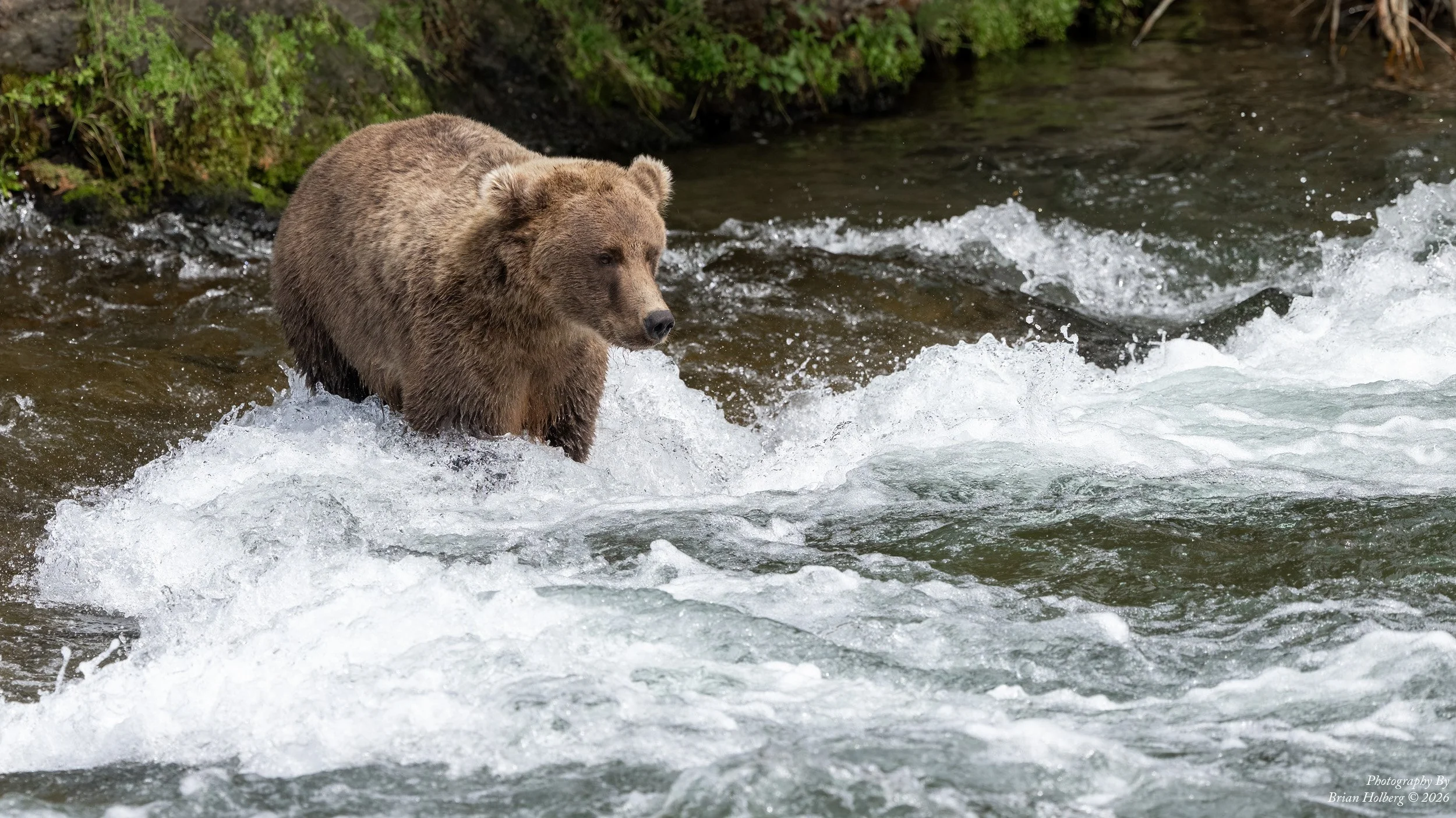 A brown bear standing in a fast-moving river with water splashing around.