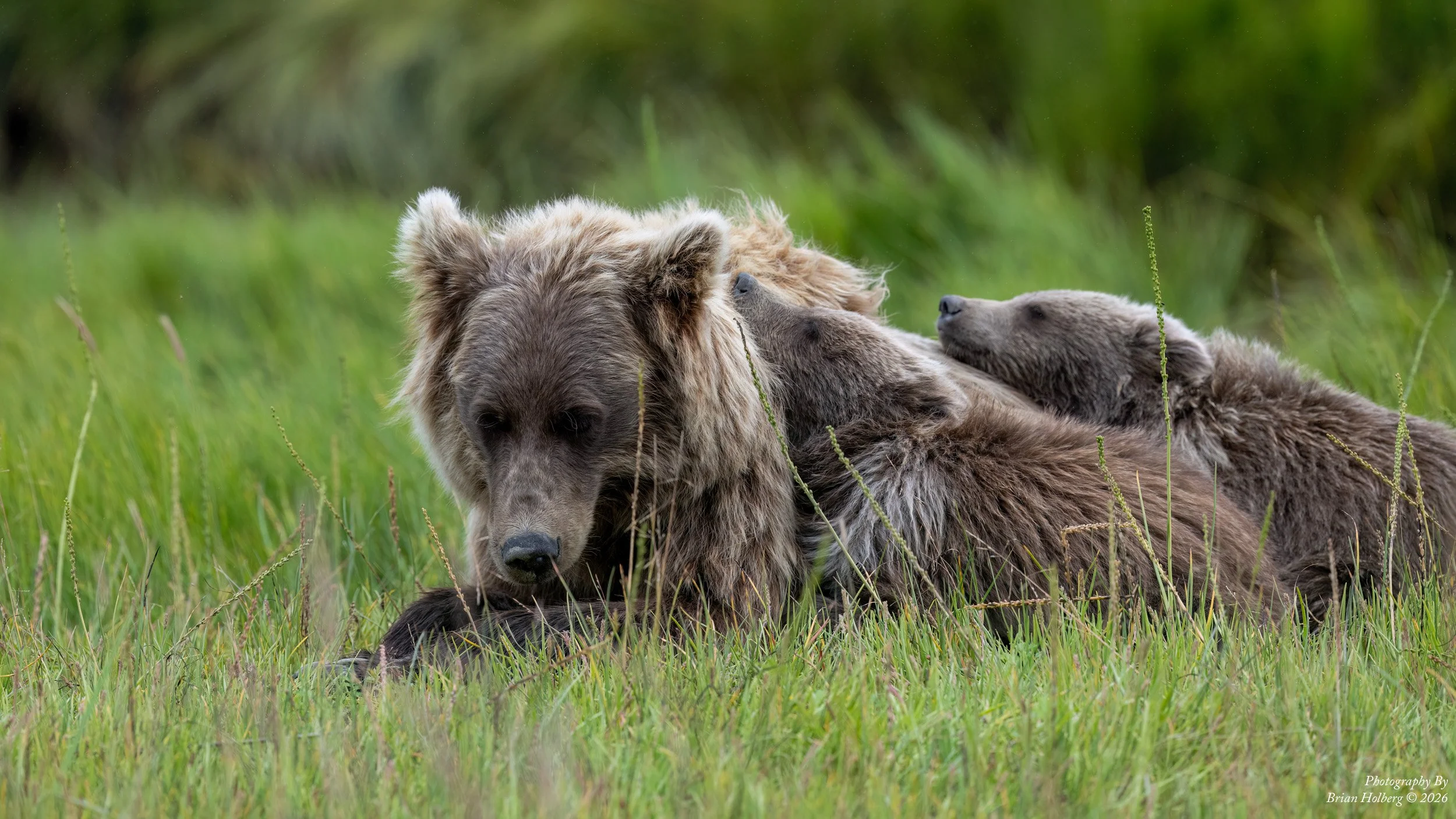 A bear and three otters resting together in a grassy field.