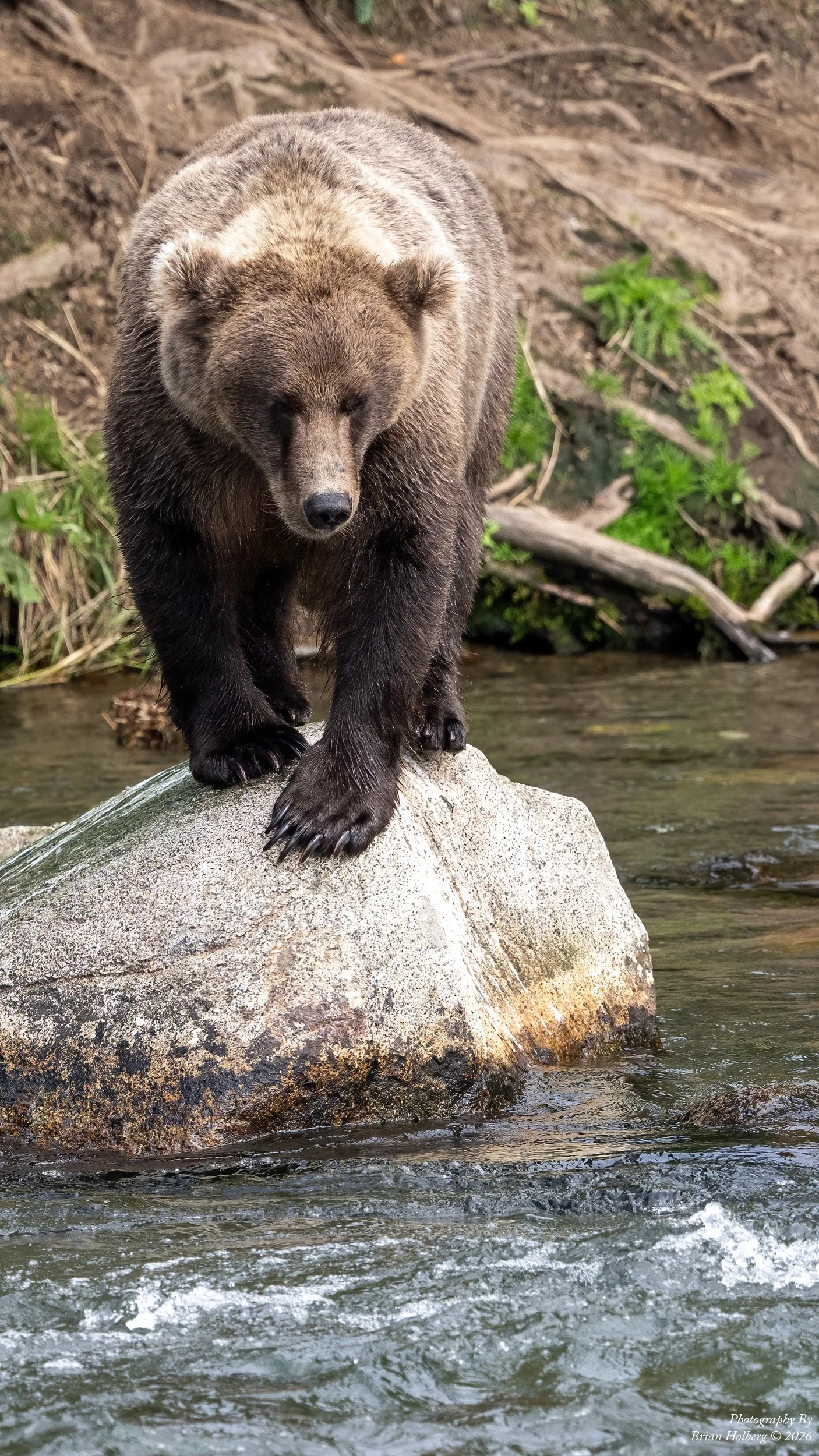 A bear standing on a large rock in a stream, looking downward with its front paws on the rock and water flowing around it.