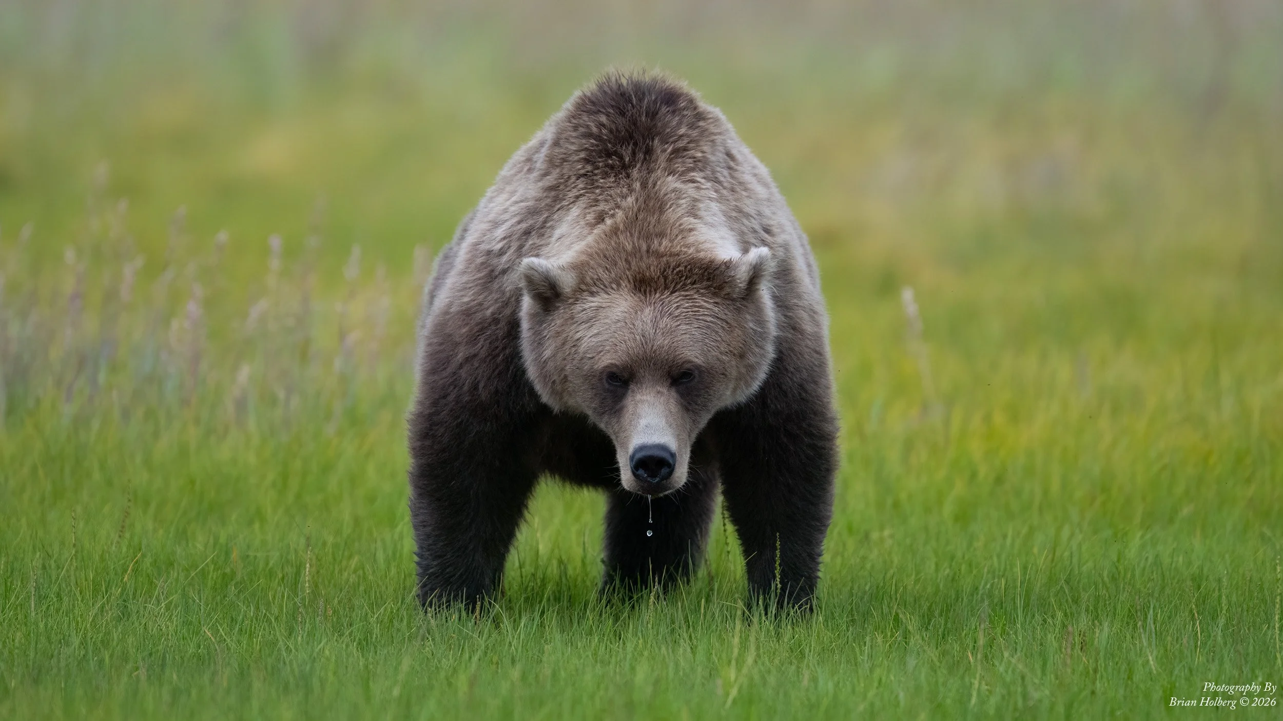 A large brown bear walking across a grassy field, with a slight droplet of water hanging from its chin.