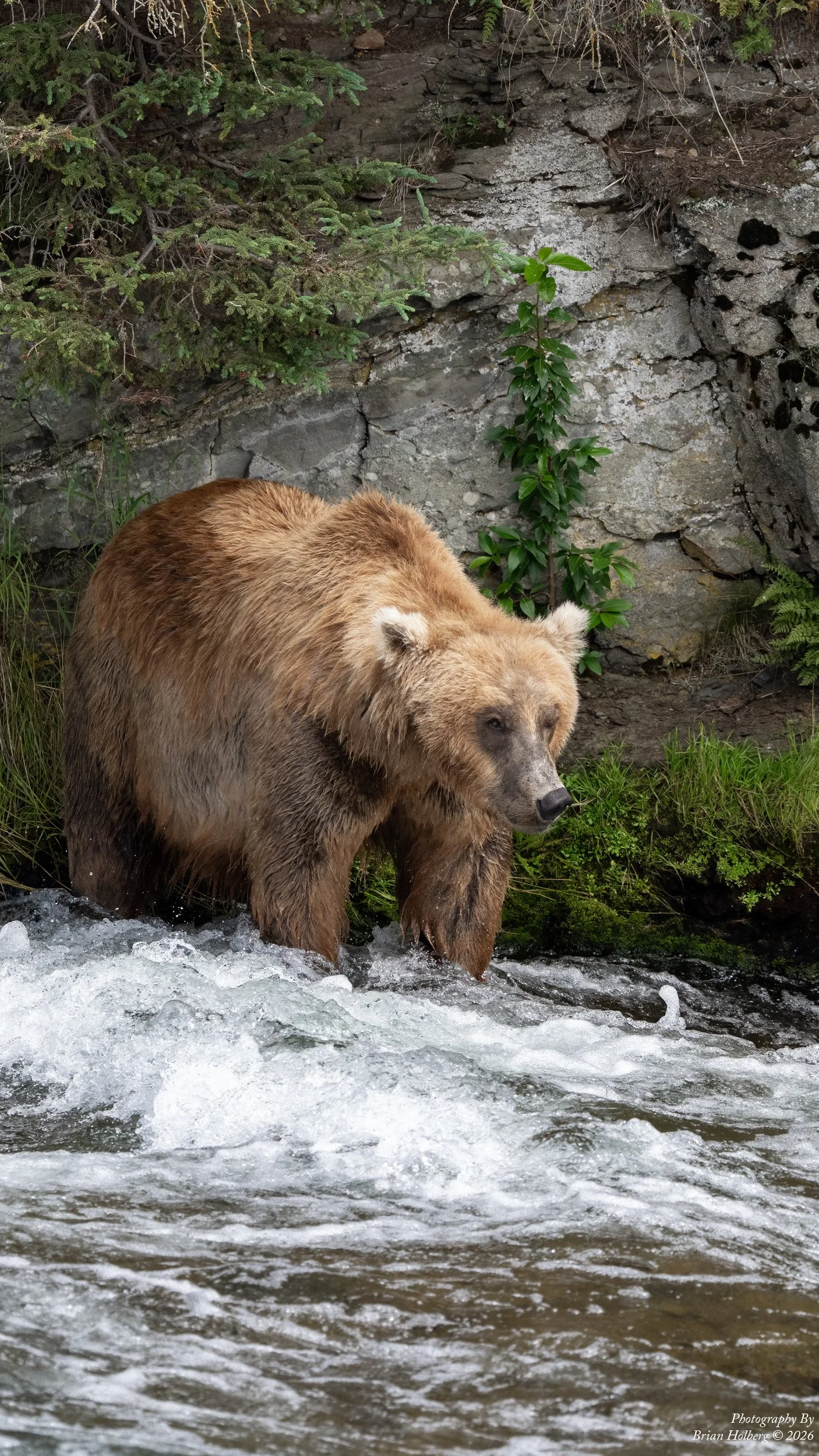A brown bear standing in a river with rocks and green foliage in the background.