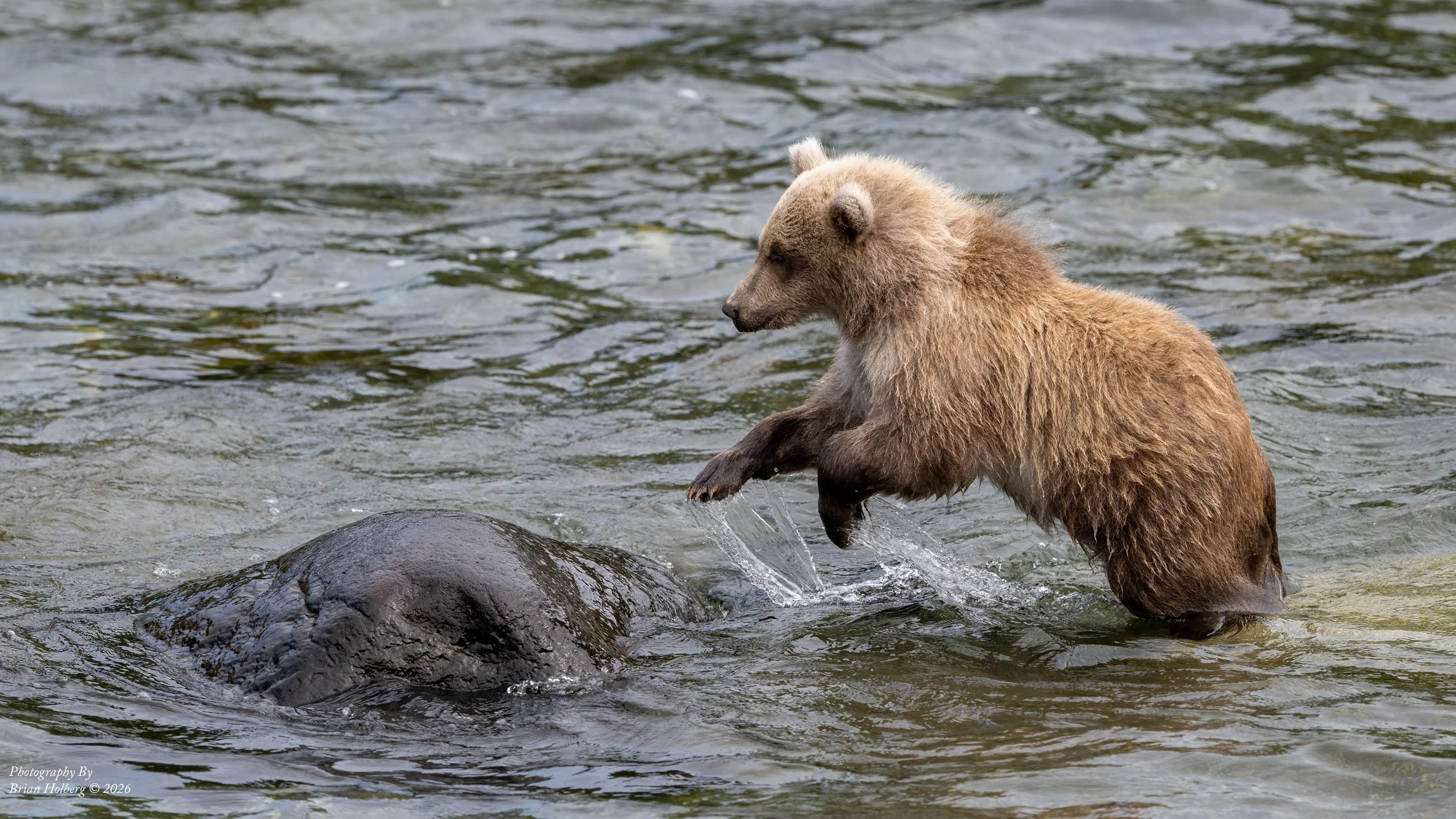 A bear standing in a river with water up to its waist, looking down at the water, with rocks around.