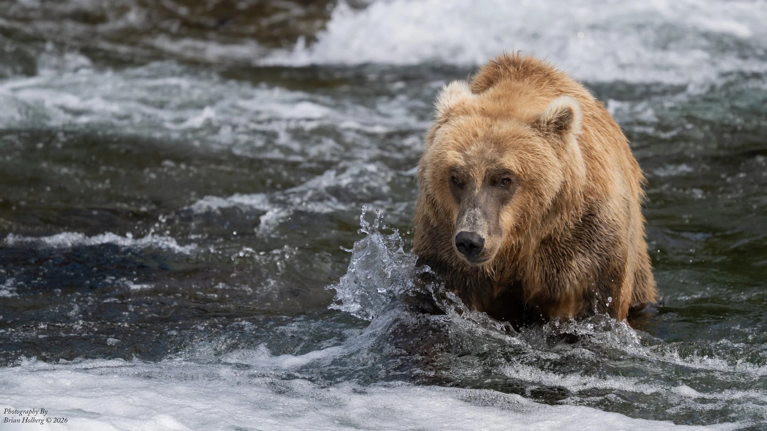 A brown bear standing in a river with water splashing around its legs, facing forward with a focused expression.