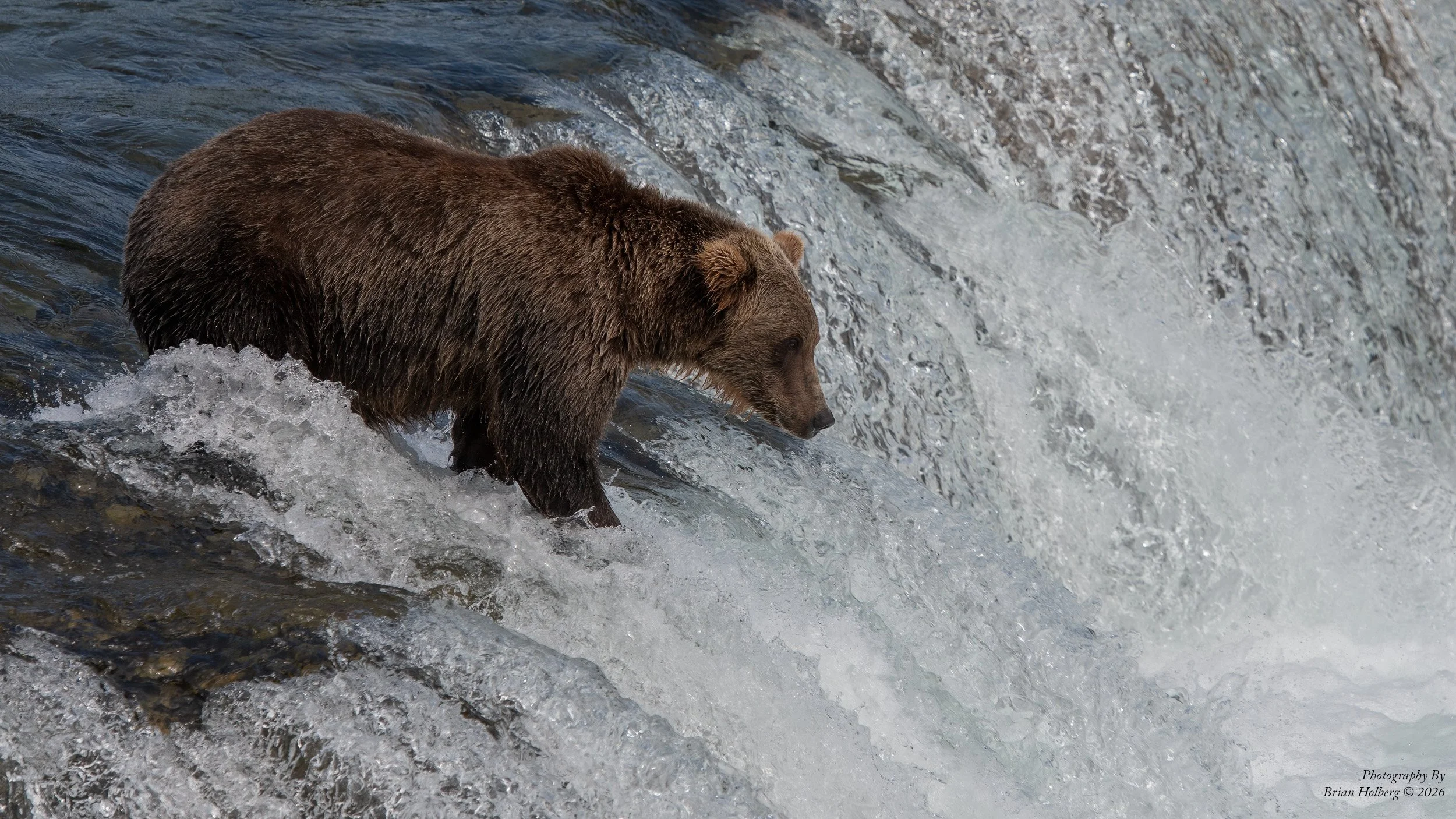 A brown bear standing in a river with water splashing around it.