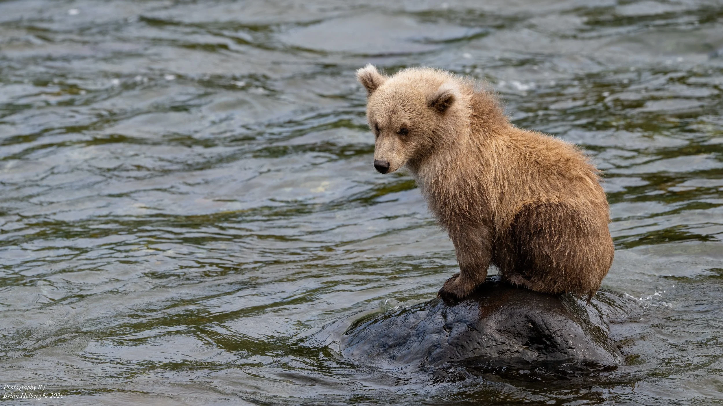 A bear cub sitting on a rock in a river.