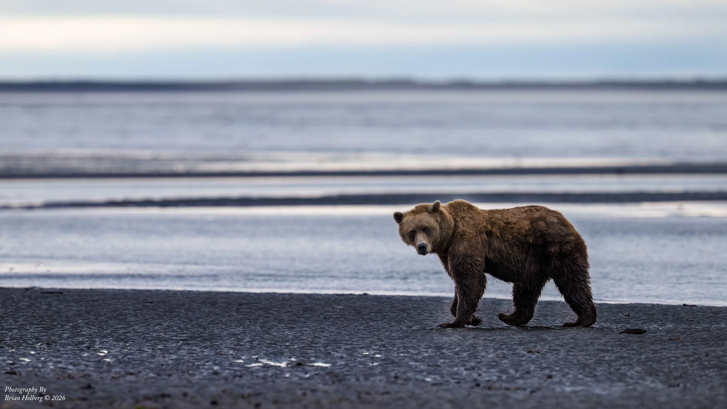 A bear standing on a rocky shoreline by the water, looking towards the camera in a natural landscape.