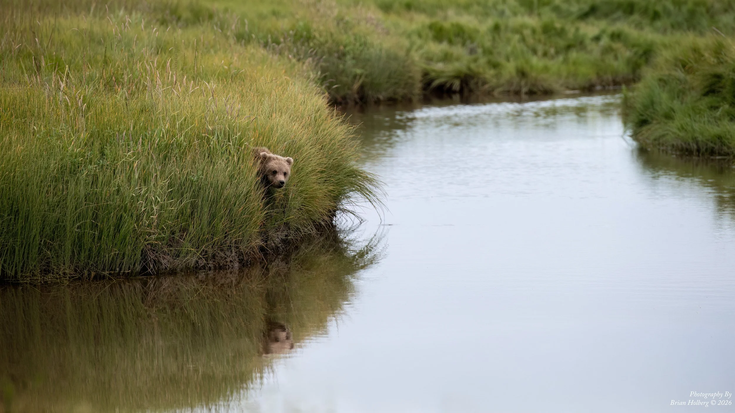 A bear peeking out from tall green grass by a calm river.
