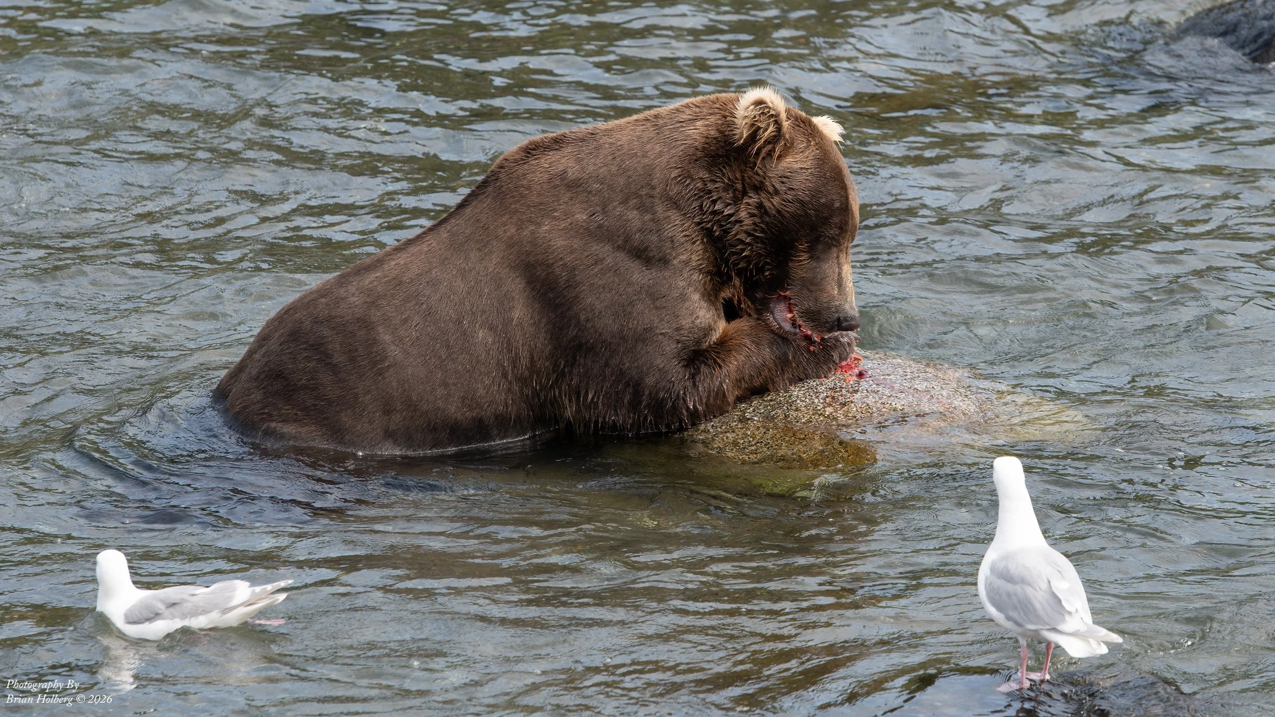A brown bear sitting in water, eating a fish, alongside seagulls.