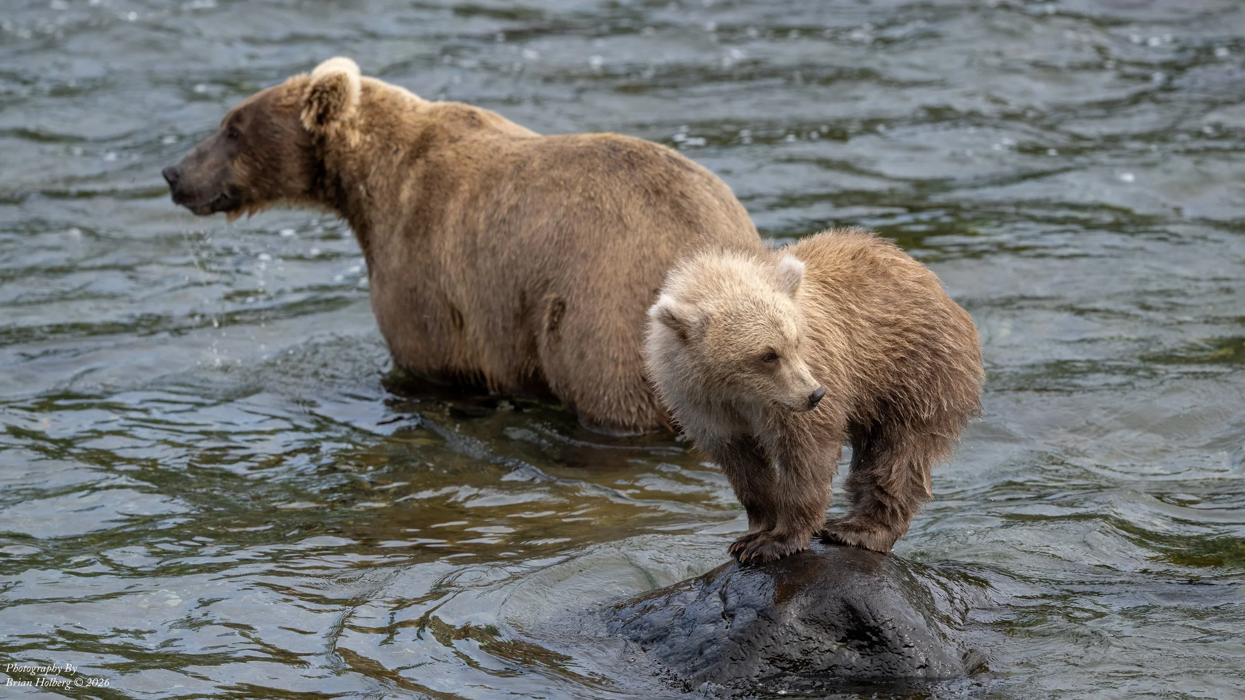 Two brown bears standing in a river, with one bear slightly behind the other. They appear to be wading through the water, which has small ripples and some rocks visible.