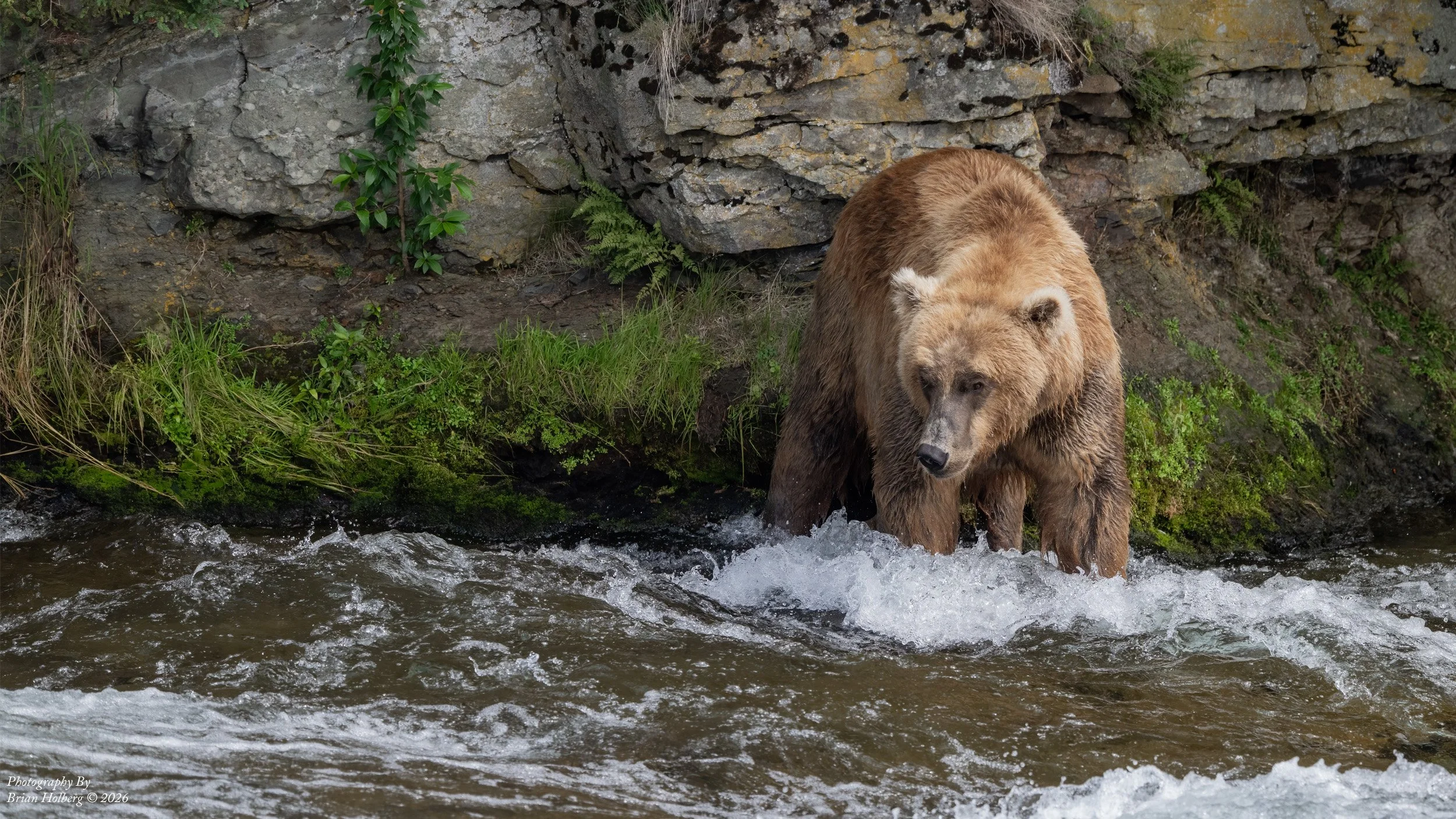 A large brown bear wading in a river near a rocky and mossy riverbank with greenery.
