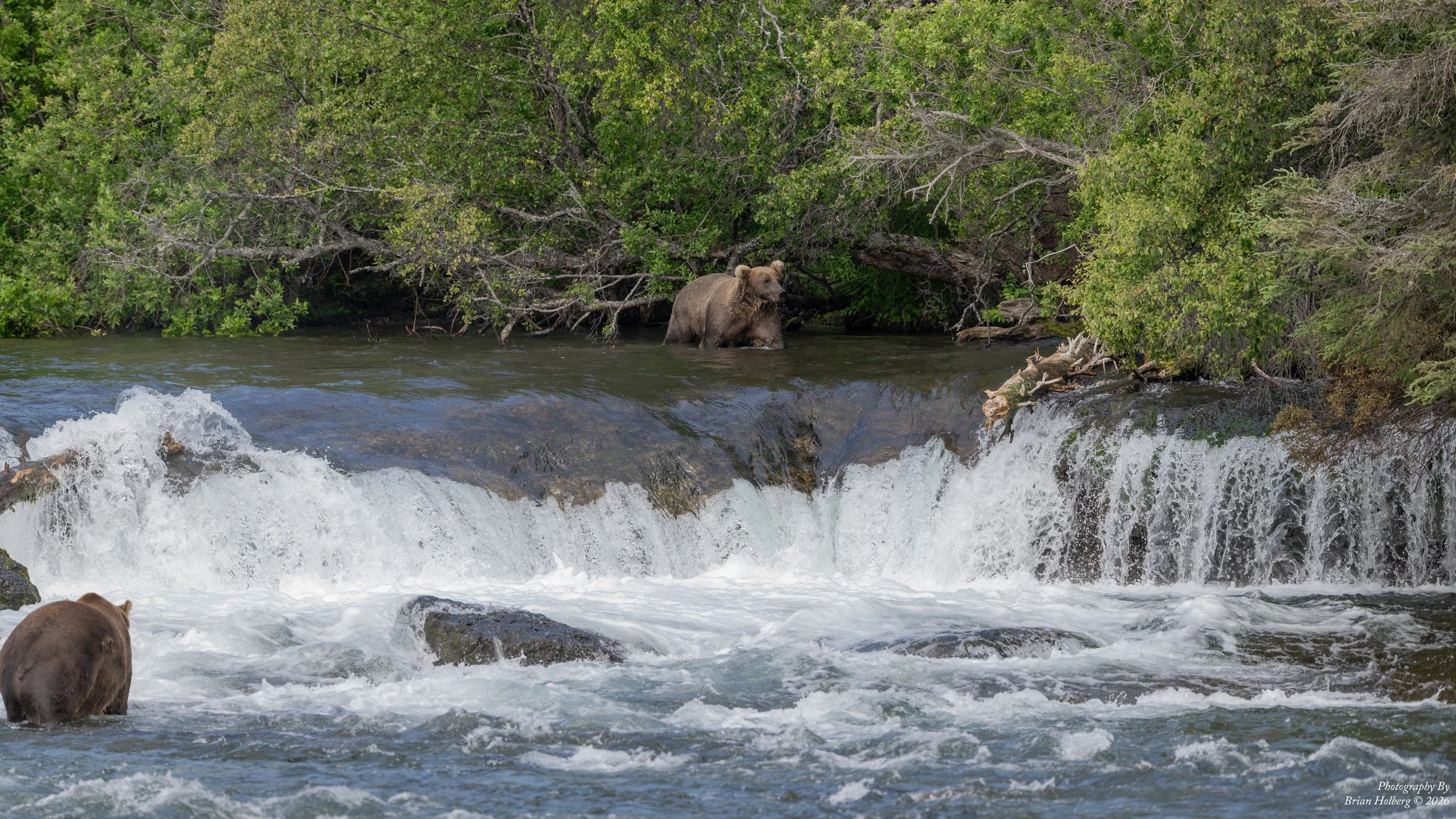 A bear standing in a river near the waterfall, with dense green trees in the background.
