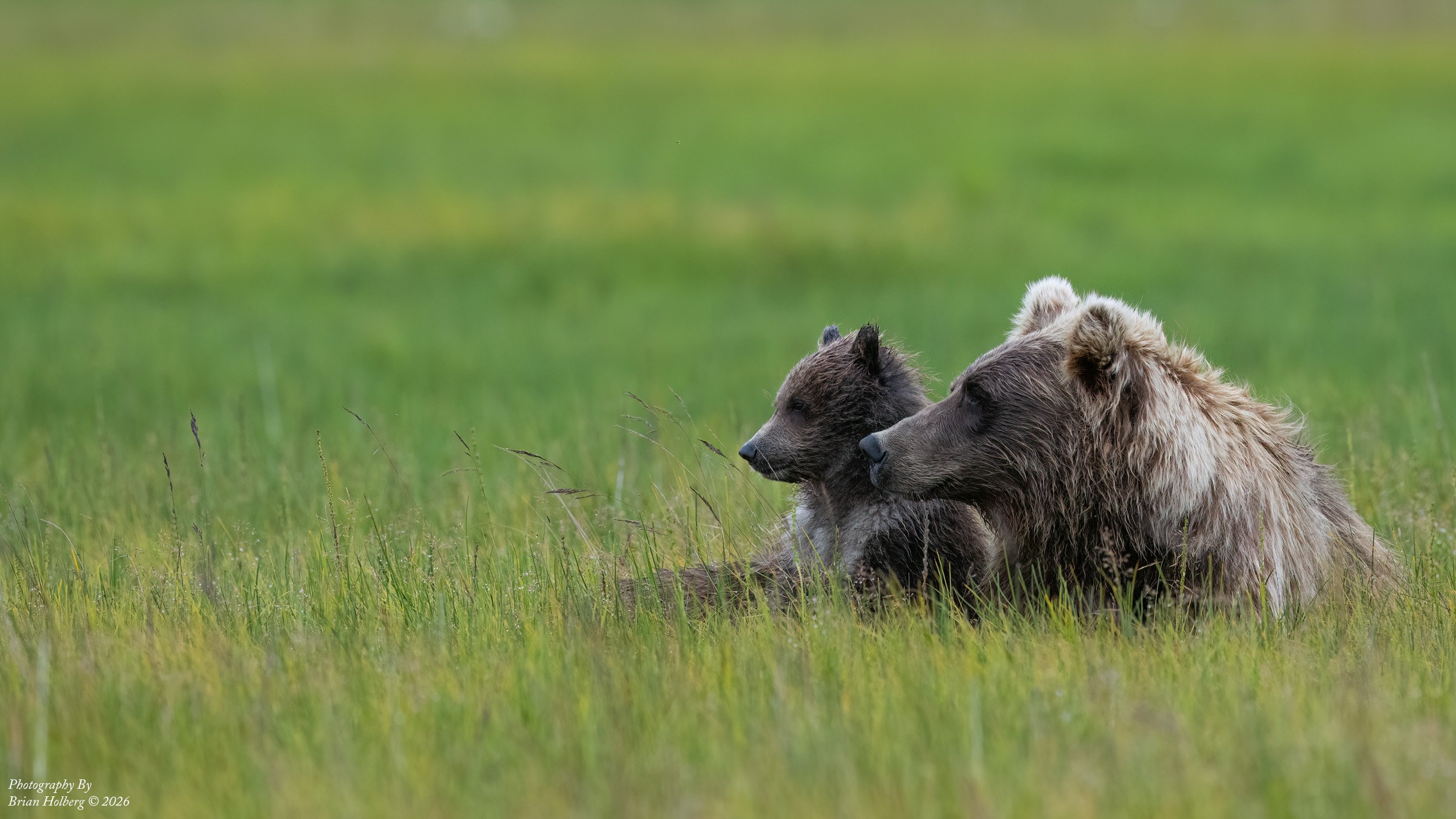 Two bears, one darker and one lighter, lying close together in a green grassy field, with blurred green background.