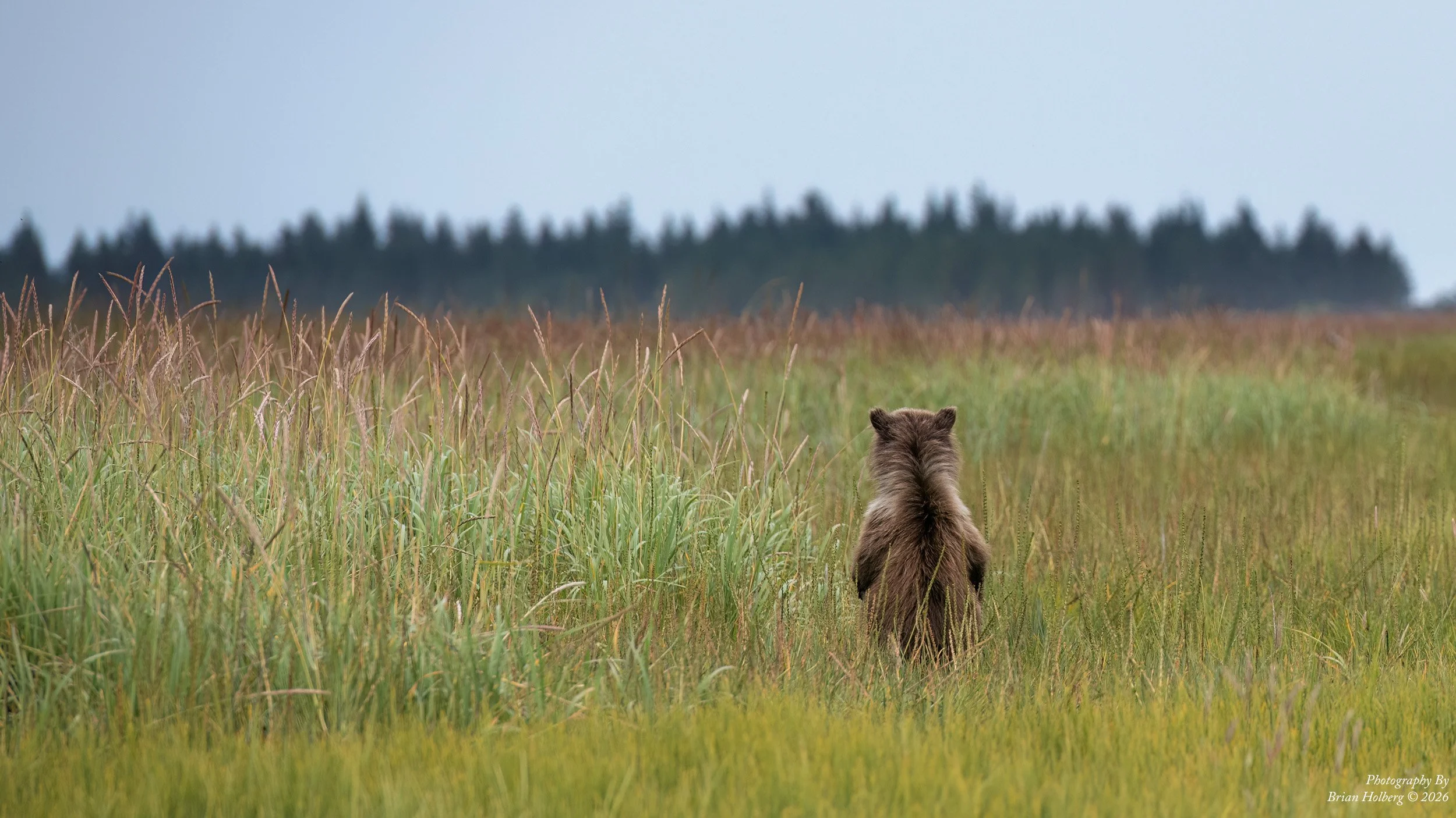 A bear sitting in a grassy field facing a distant tree line with a cloudy sky overhead.