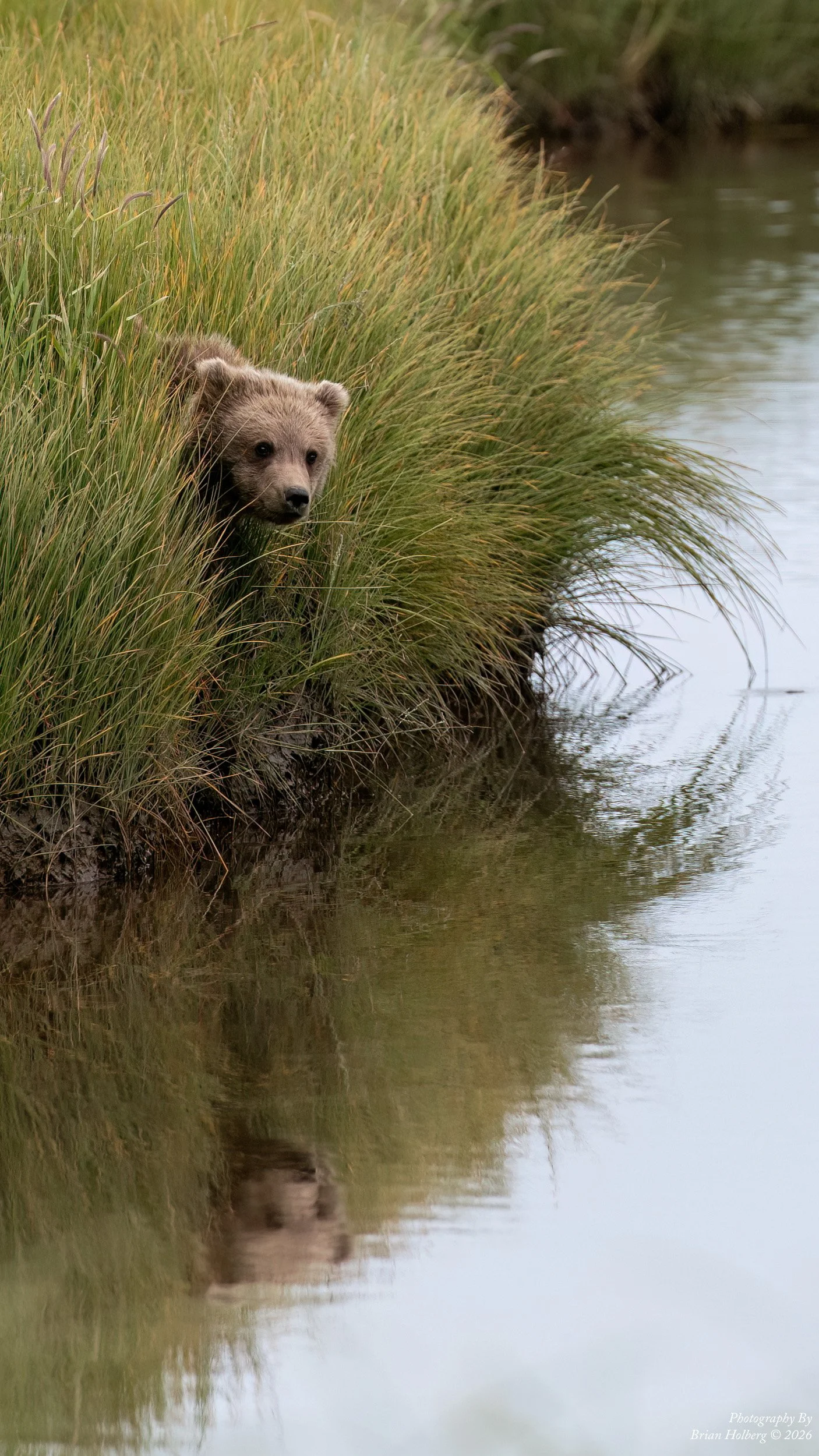 A bear peering through tall grass by the edge of a body of water, with its reflection visible in the water.