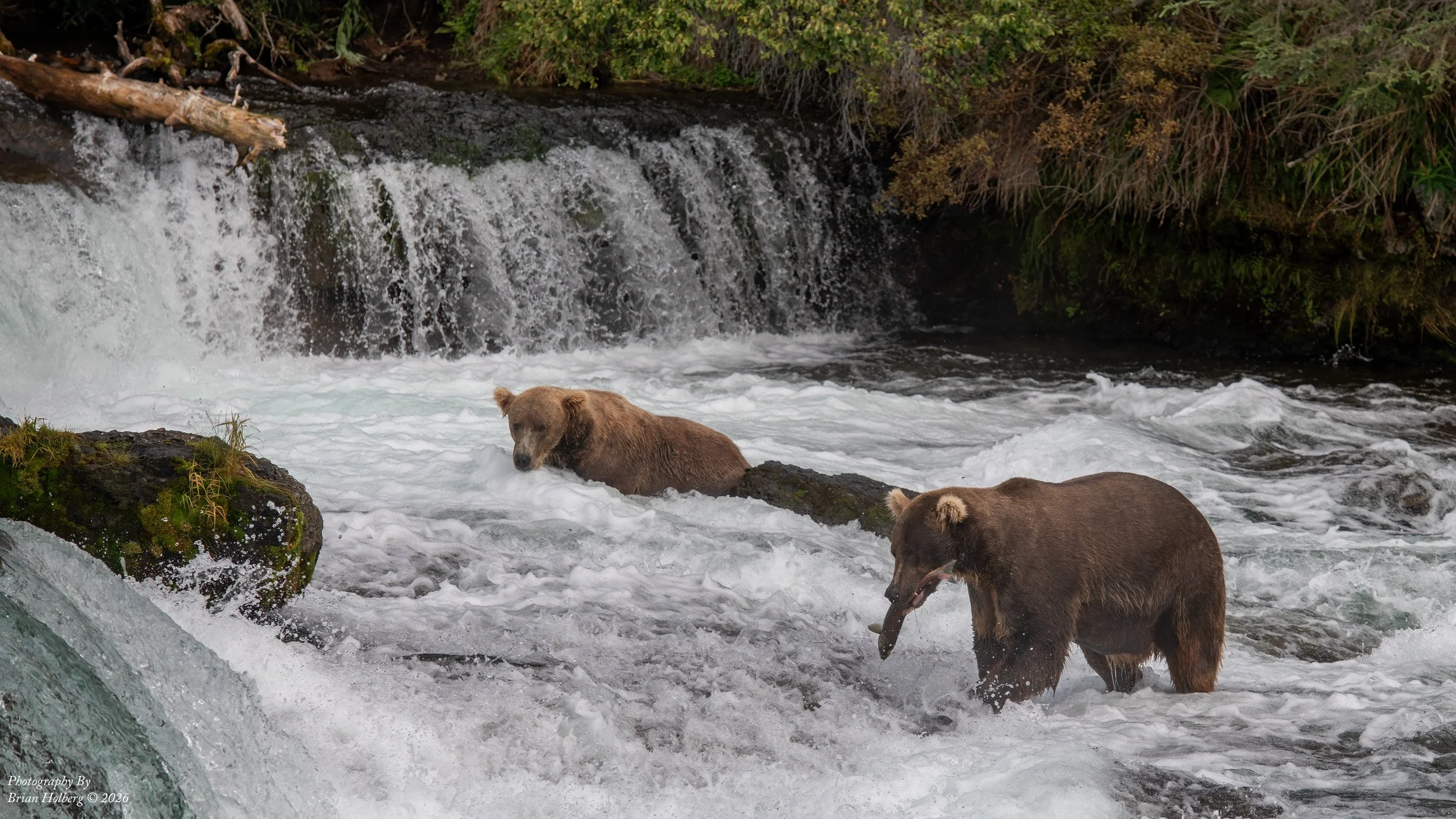 Two brown bears standing in a rushing river with a small waterfall and greenery in the background.