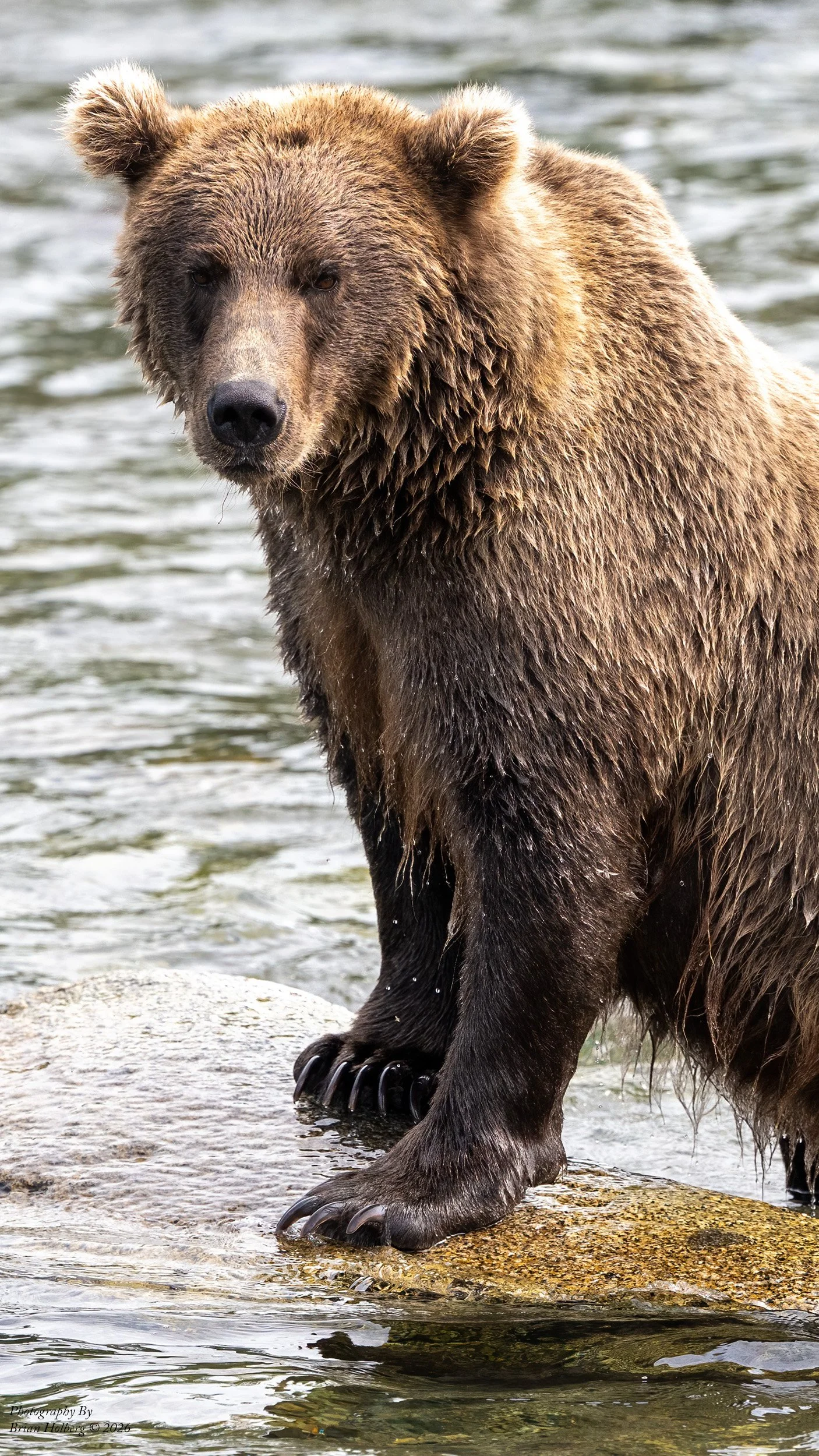 A brown bear standing in shallow water on a rock, with water visible in the background.