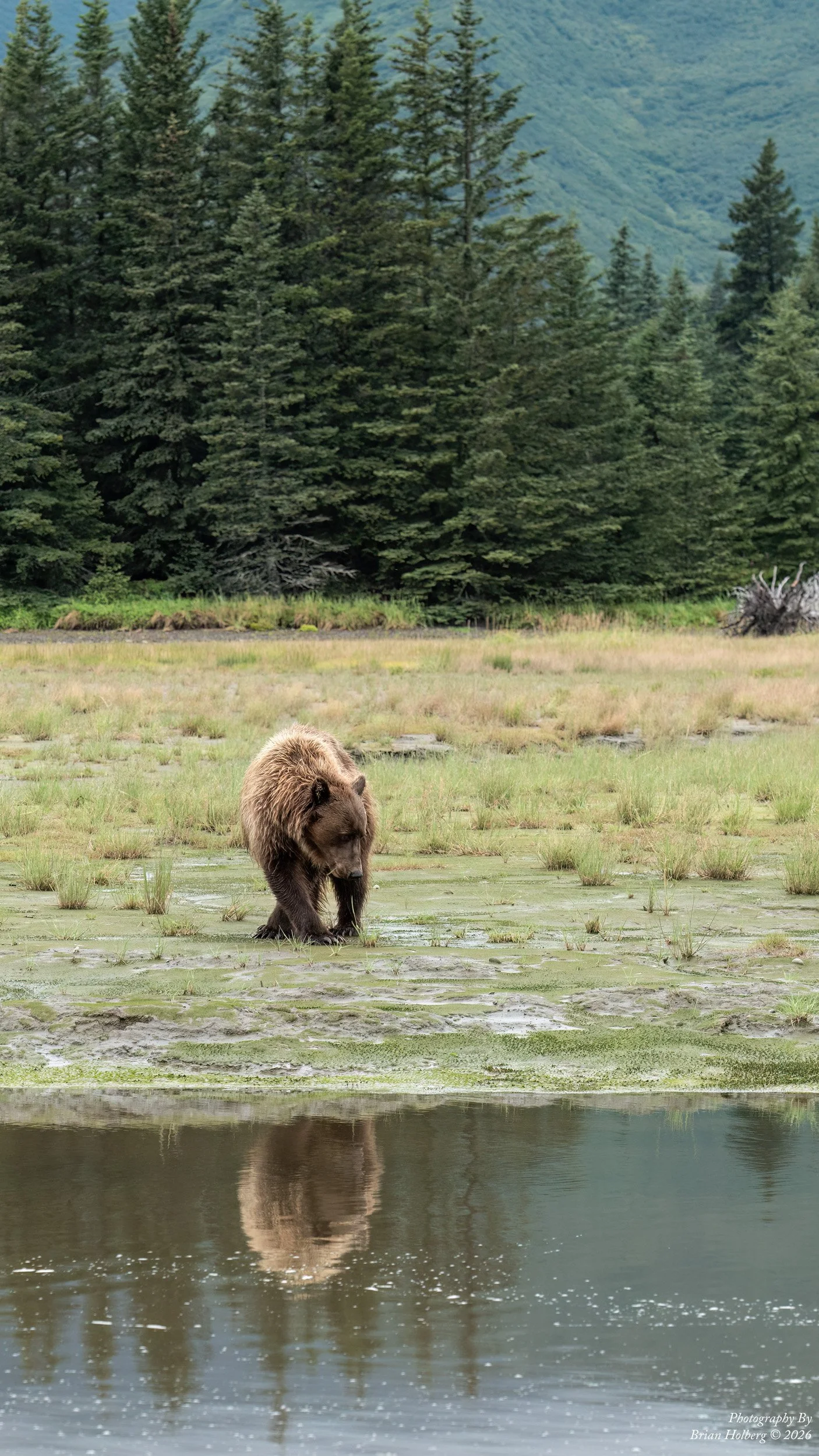 A bear walking on a grassy wetland near a body of water, with evergreen trees and mountains in the background.