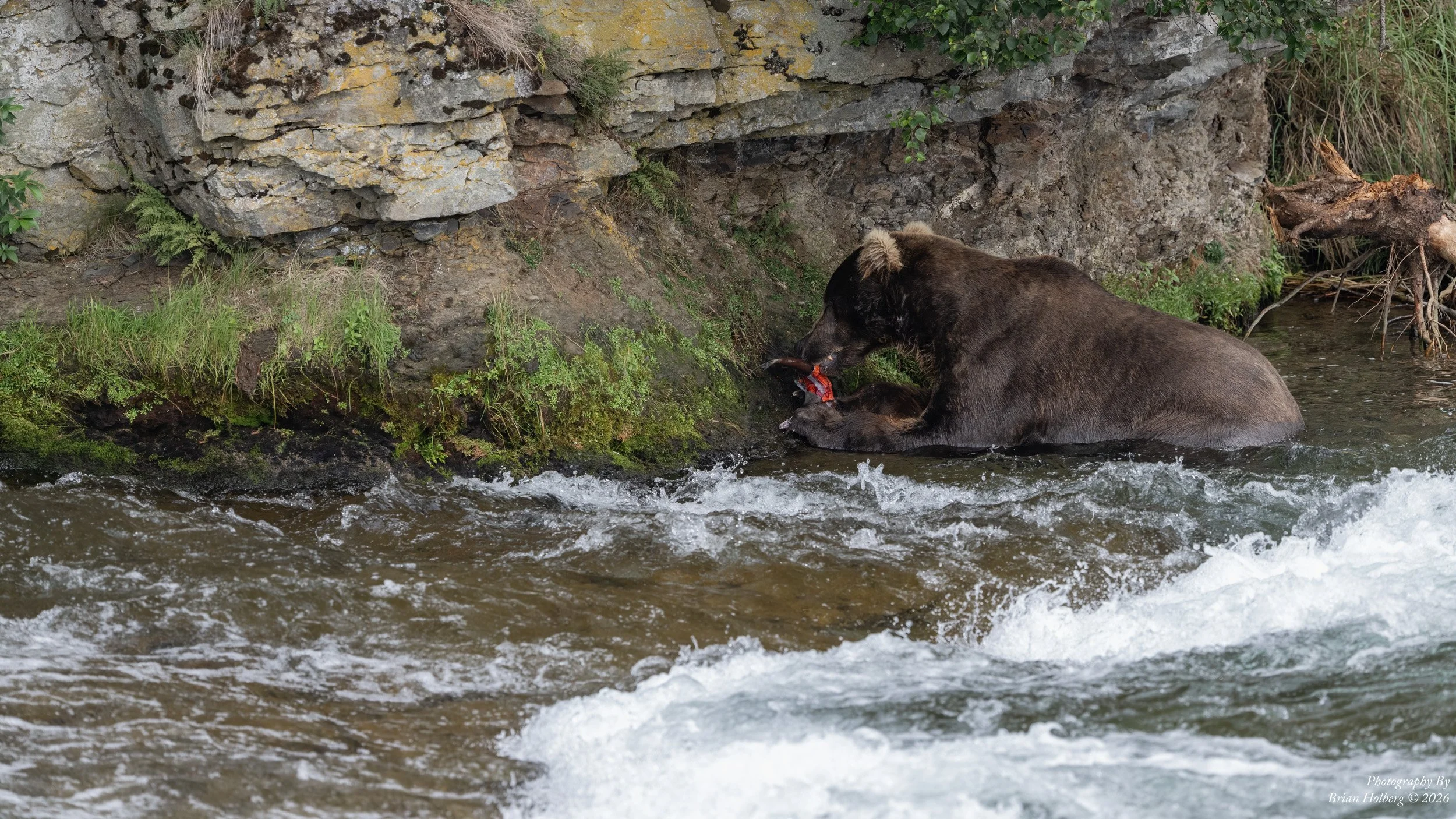 A brown bear in a river catching salmon near a rocky riverbank with green plants.
