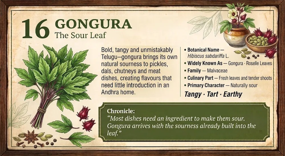 16 · GONGURA — The Sour Leaf. Approved botanical editorial artwork.