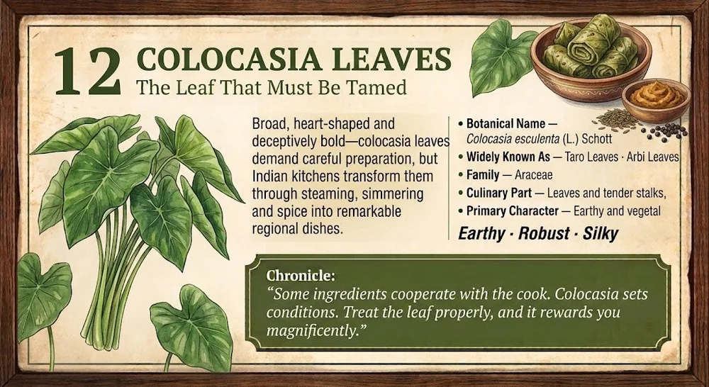 12 · COLOCASIA LEAVES — The Leaf That Must Be Tamed. Approved botanical editorial artwork.