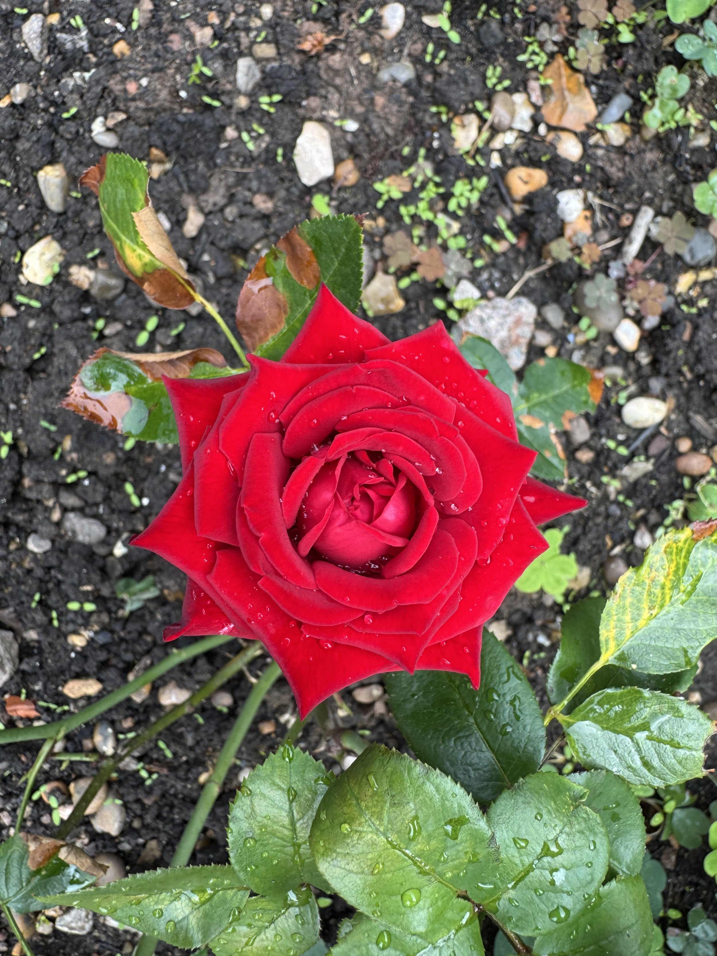 Close-up of a partially bloomed red rose with water droplets on its petals, surrounded by green leaves and wet soil.