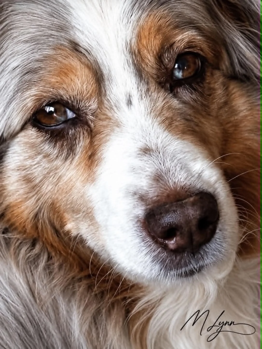 Faithful Companion