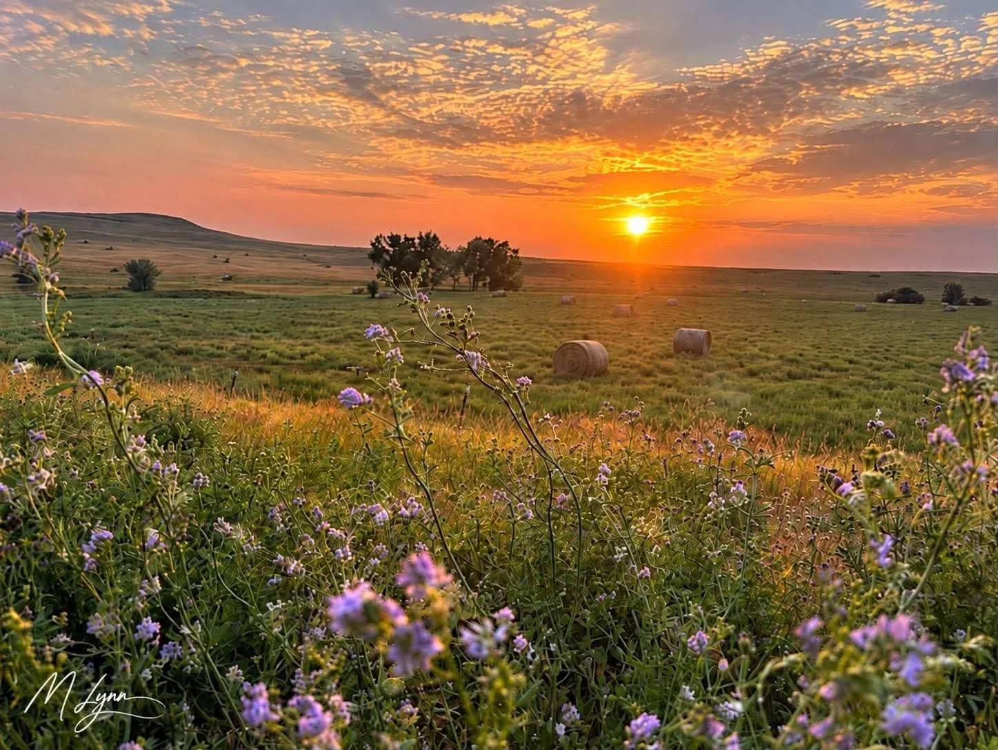 where-summer-lingers.jpg