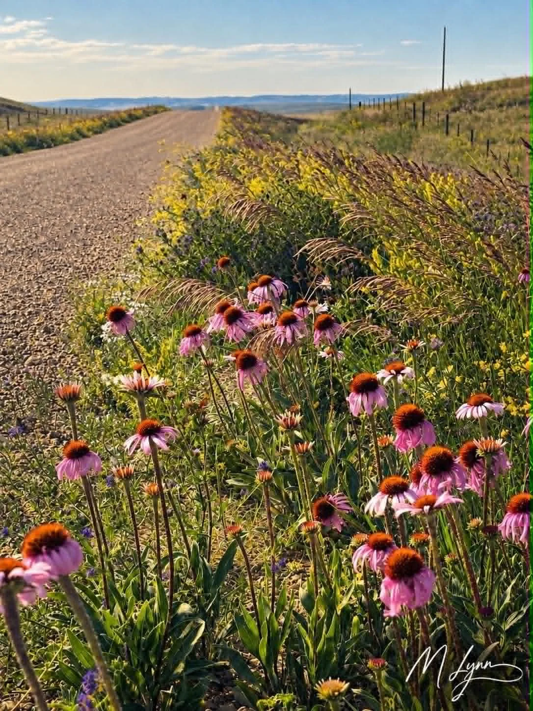 Beauty Along the Way
