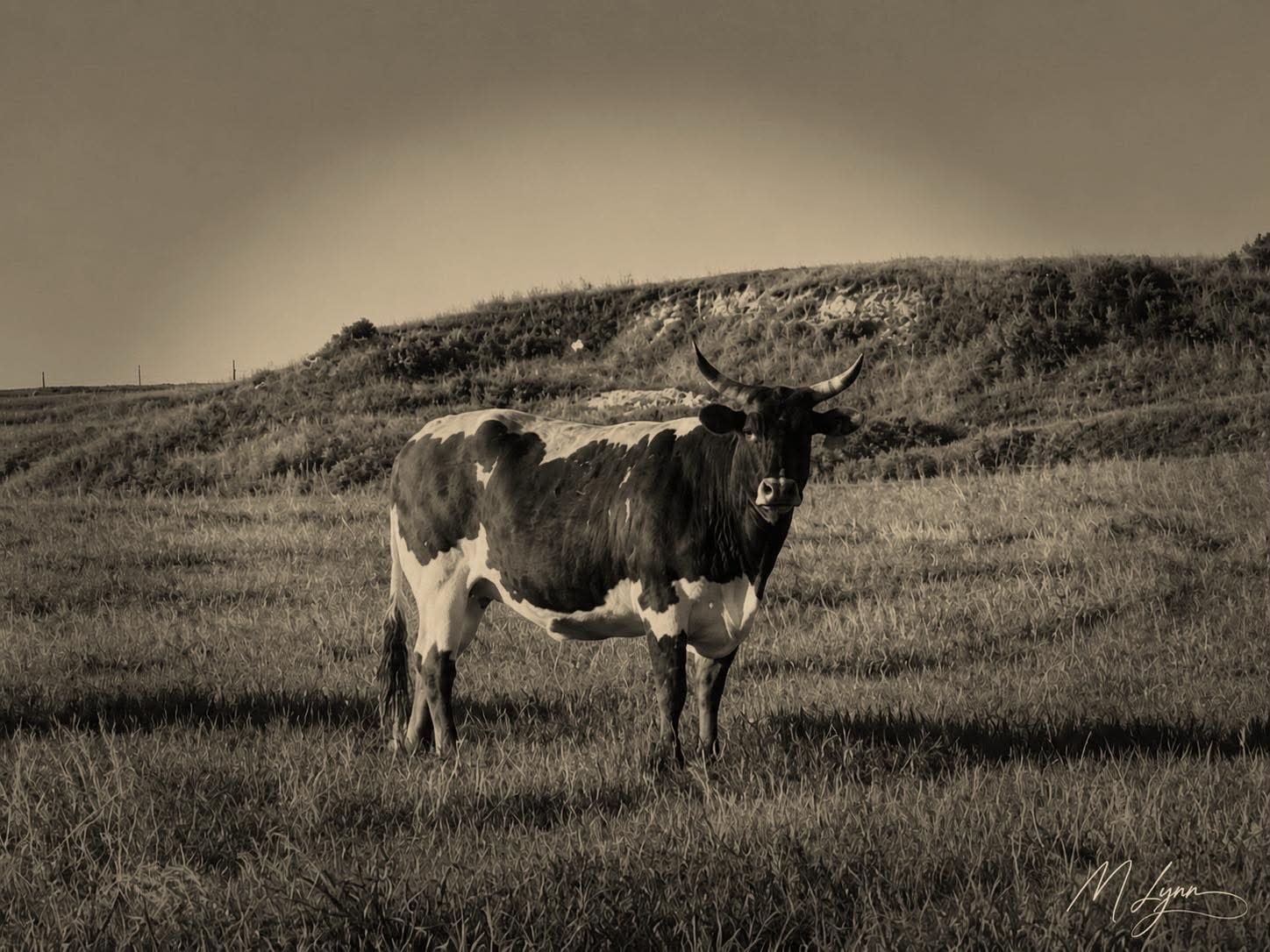 Prairie Queen