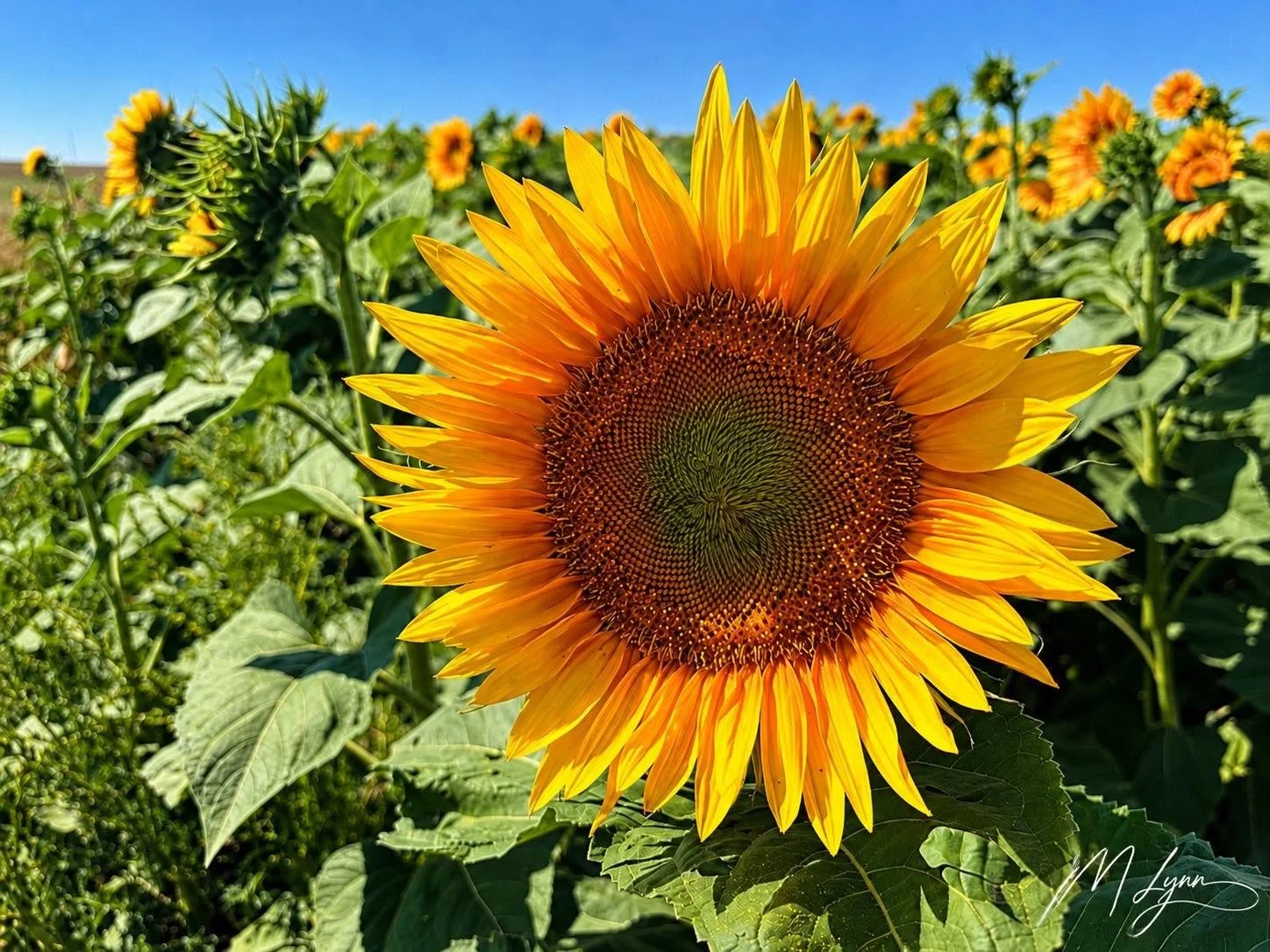 Fields of Joy