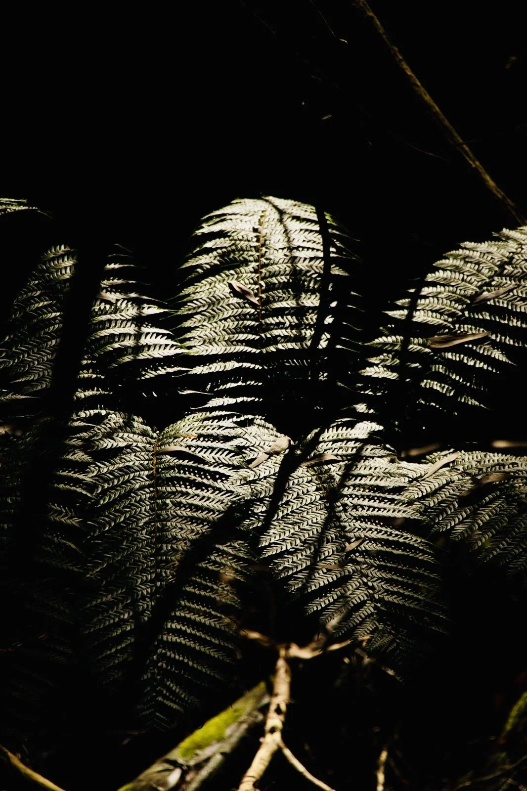 e77e551f-d78f-41a6-b590-863e3f638a76.jpg