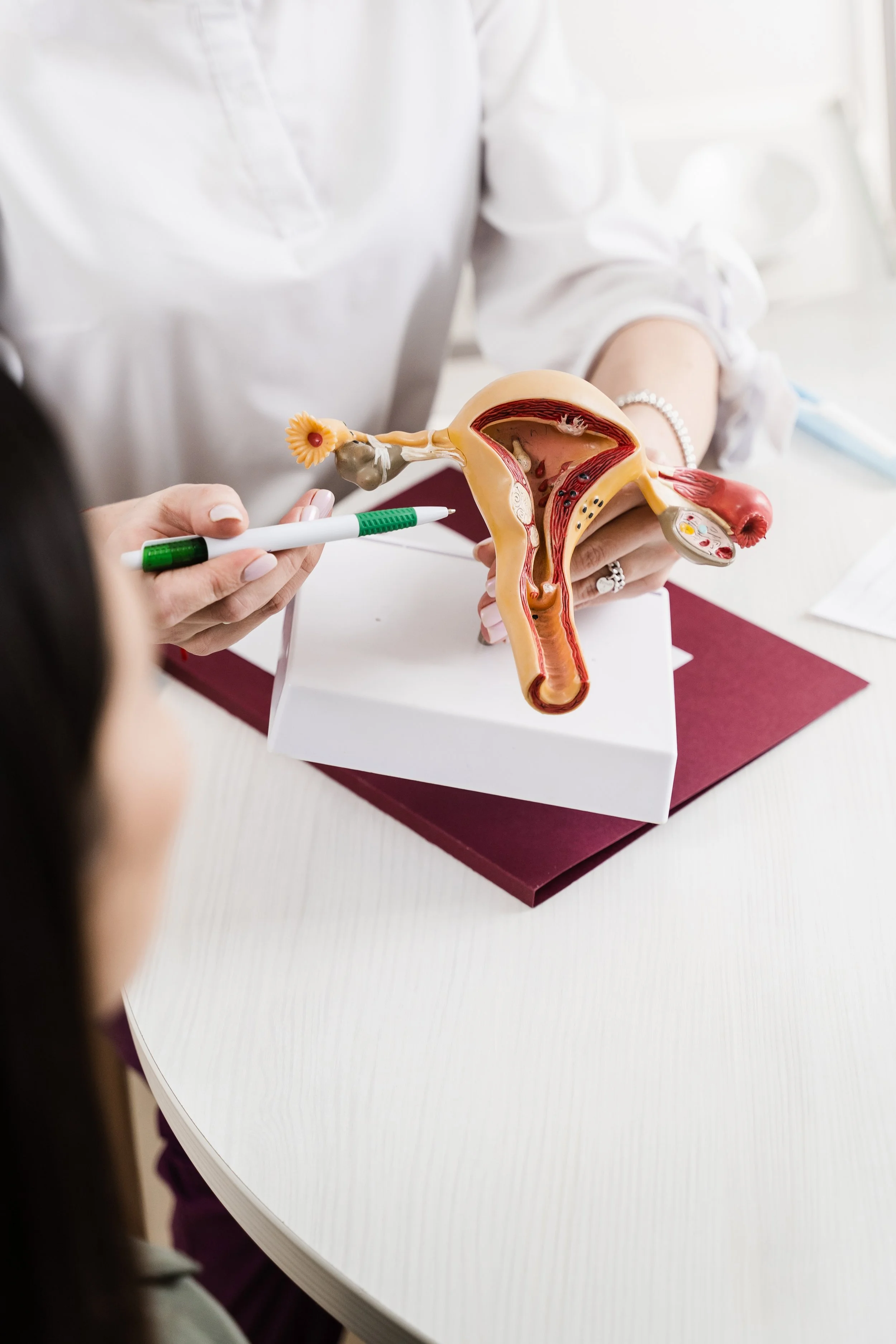 A person holding a pen and demonstrating a model of the female reproductive system on a table.