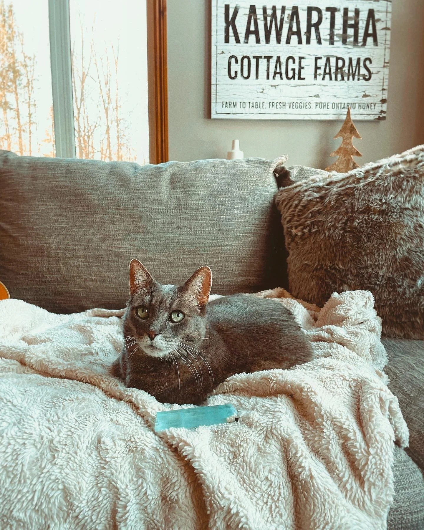 A gray tabby cat with green eyes lounging on a soft, cream-colored blanket on a sofa. Behind the sofa, there is a wall-mounted wooden sign that says 'KAWARTHA COTTAGE FARMS' with additional text underneath. A window with a view of leafless trees is v