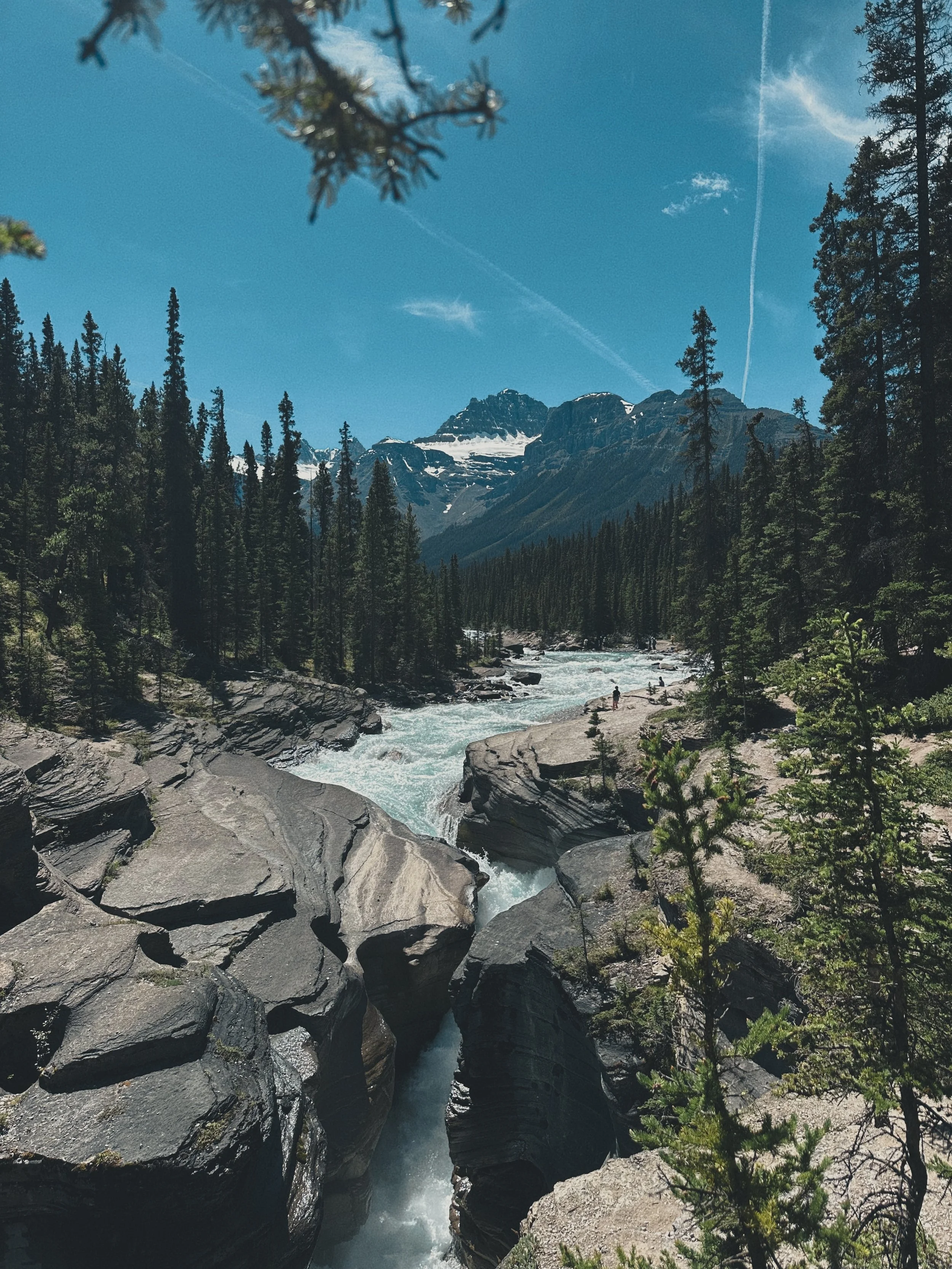 A mountain river flowing through a deep canyon with tall pine trees and snow-capped peaks in the background under a clear blue sky with wispy clouds.