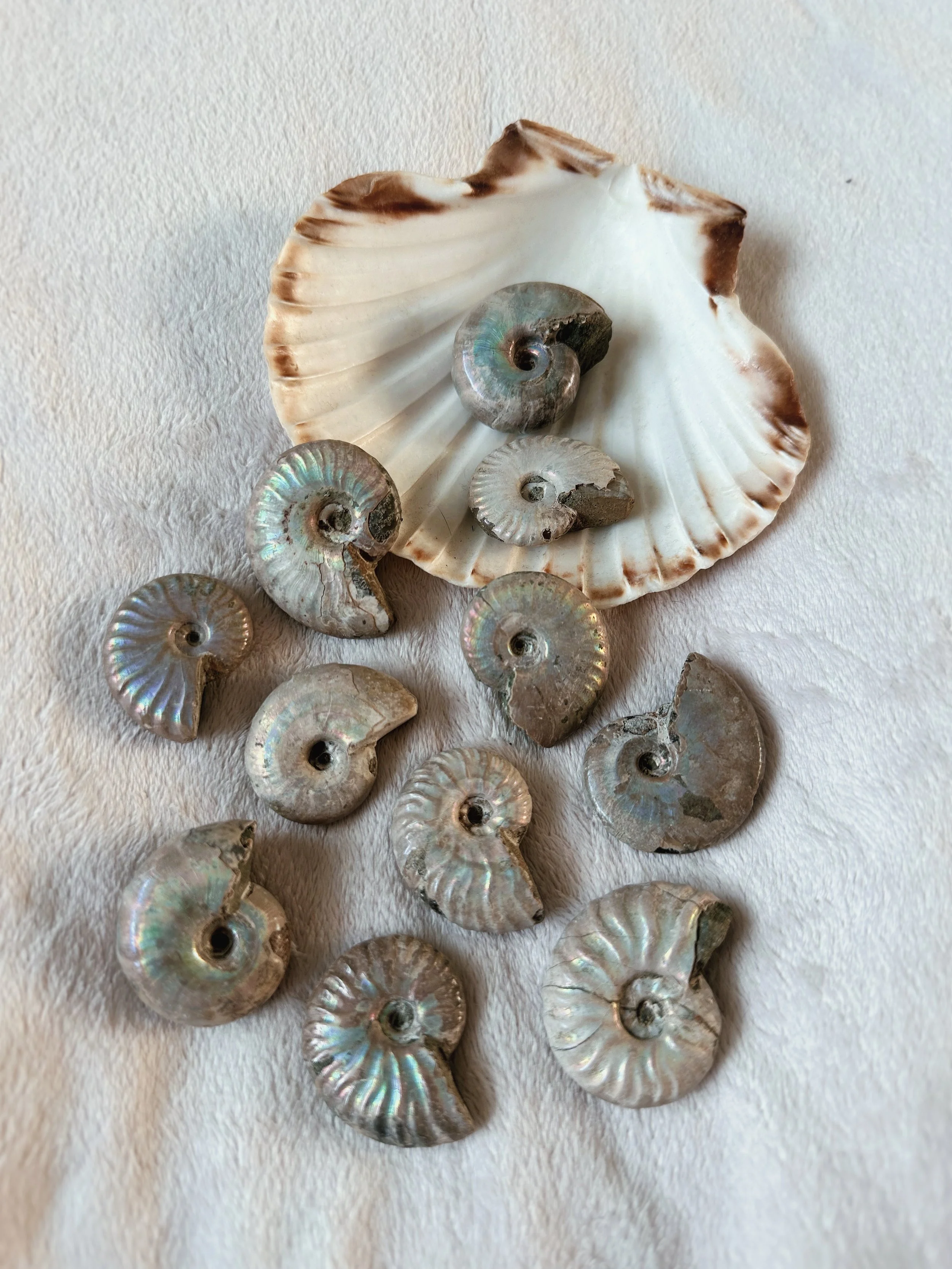 A large white seashell with brown edges surrounded by several smaller iridescent seashells on a white textured surface.