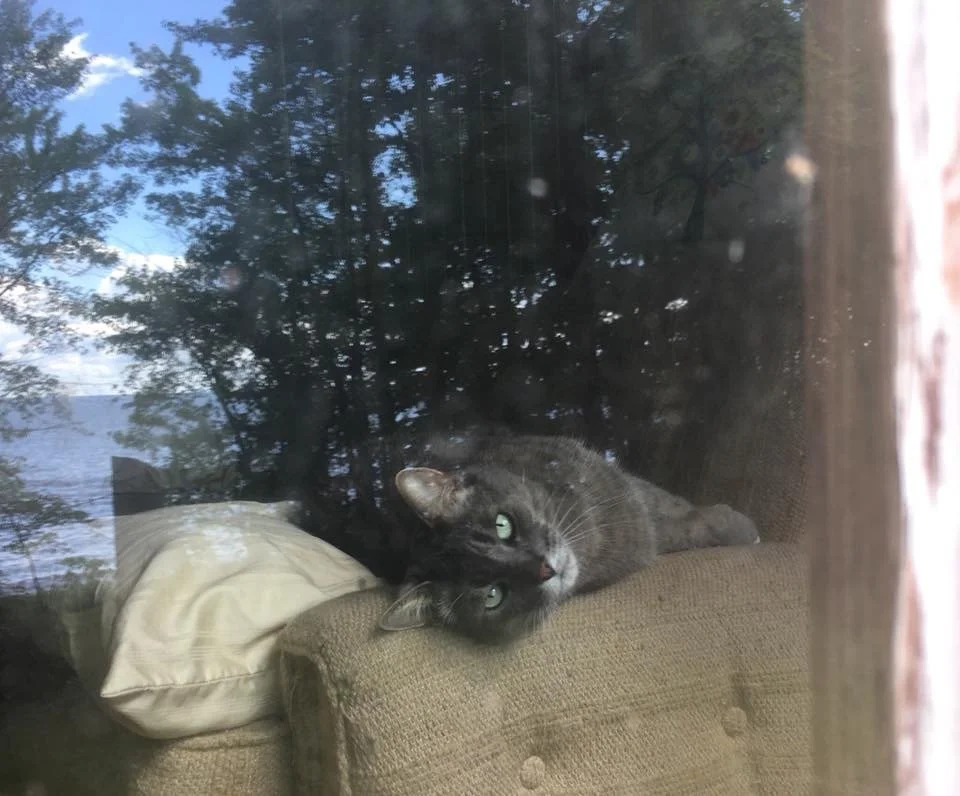 A black cat lying on a brown couch, looking through a window with trees and sky reflection visible outside.