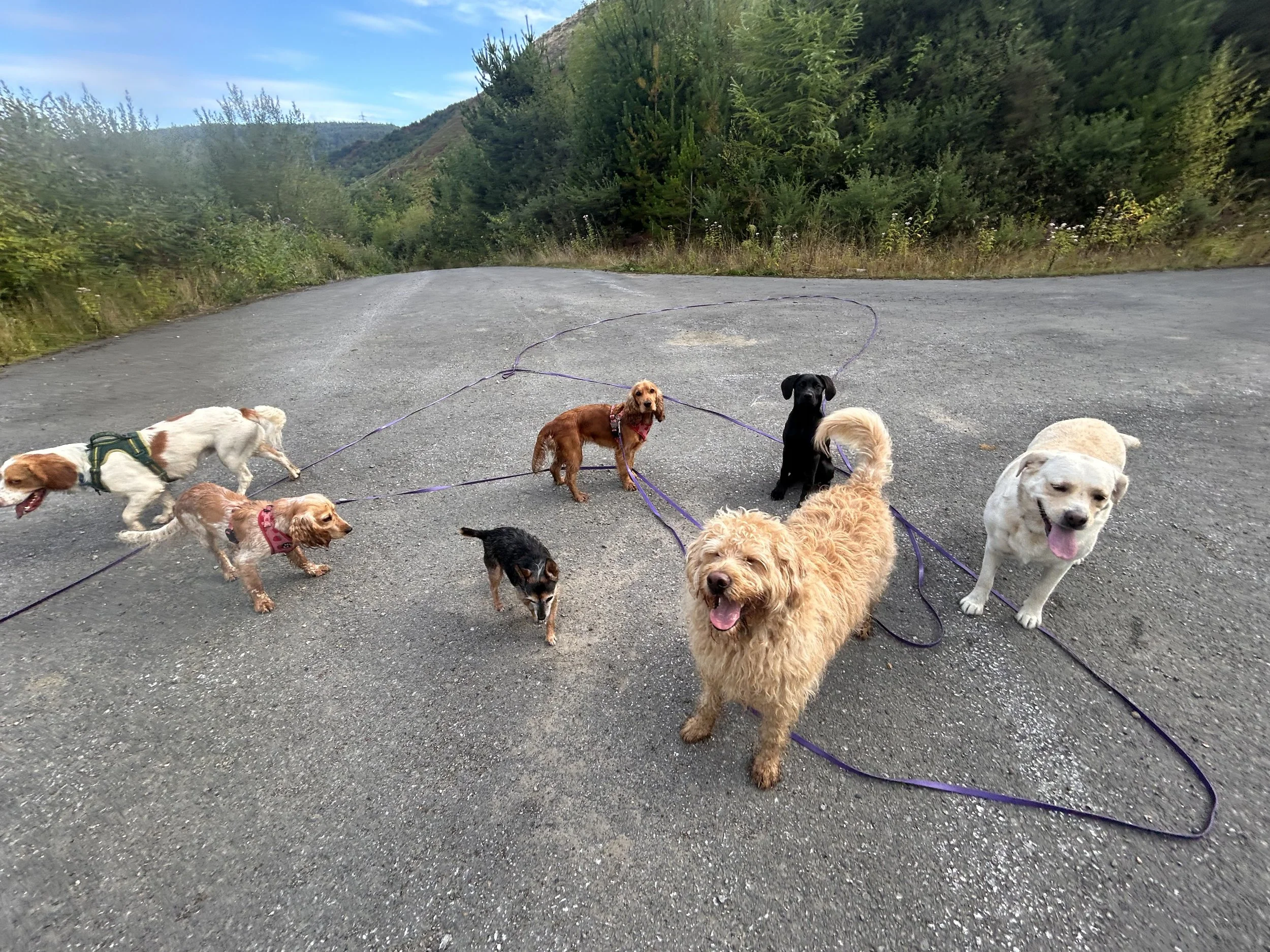 Group Walks