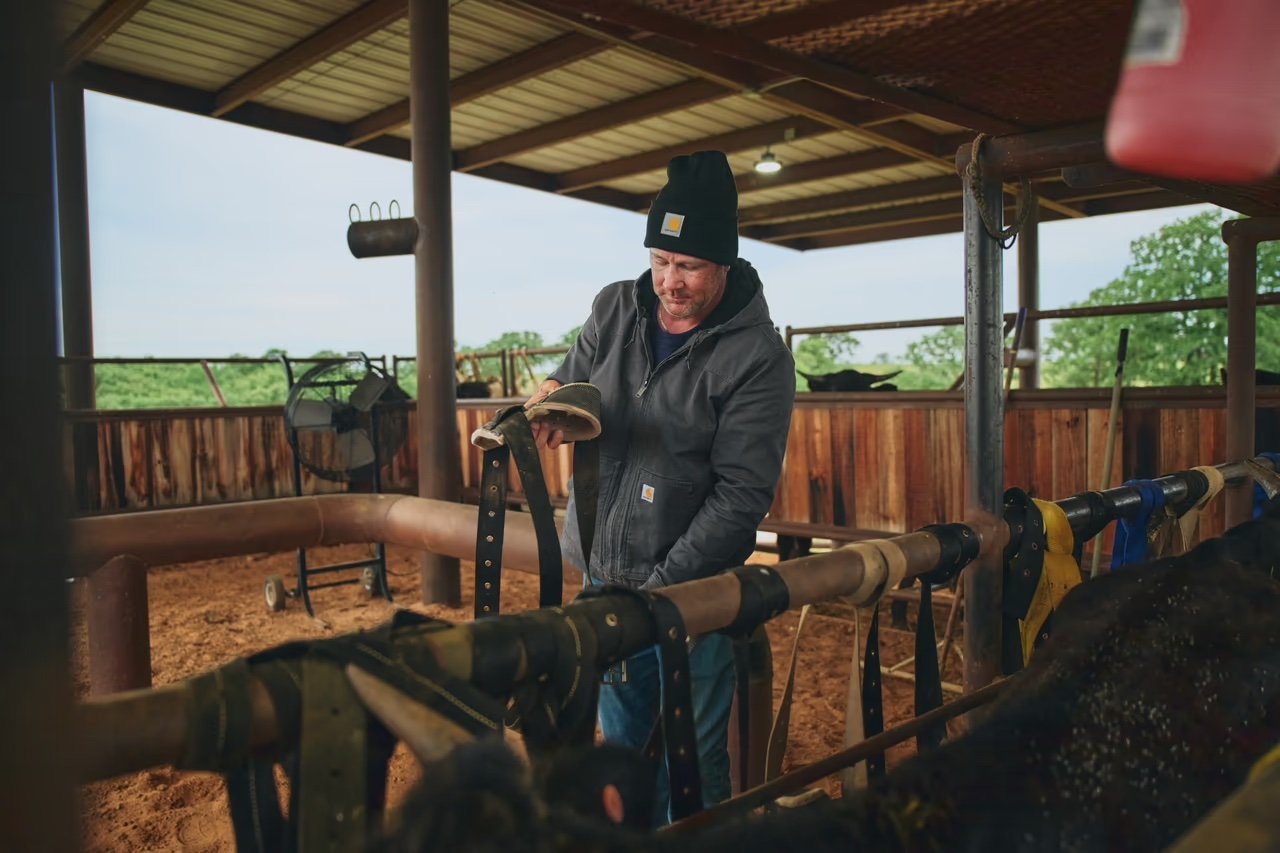 A man in a black beanie and black Carhartt jacket stands in a barn, organizing straps near livestock pens with a horse partially visible in the foreground. Outside greenery is visible beyond the barn.