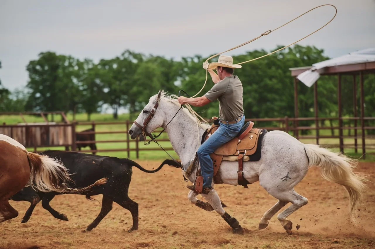 A man riding a white horse with a cowboy hat, using a lasso, while herding cattle in a fenced outdoor area.