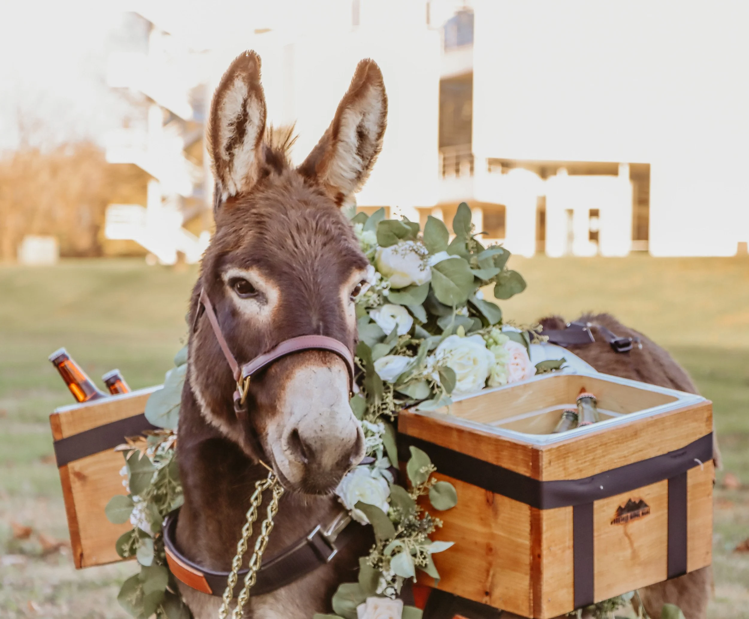 A donkey with brown fur and large ears standing behind a bouquet of white flowers, with a wooden cart in front and a blurred residential building in the background.