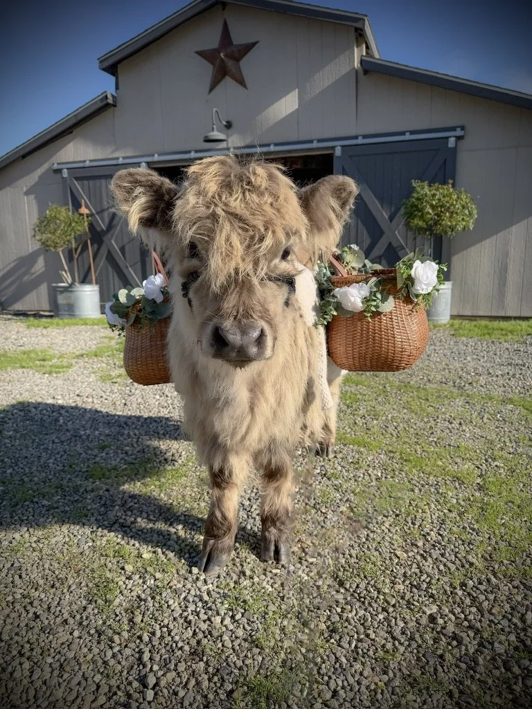 A small, fluffy cow with light brown fur and a shaggy hairstyle stands outdoors on gravel, with a barn in the background decorated with a red star and potted plants. The cow has baskets of white flowers attached to its sides.
