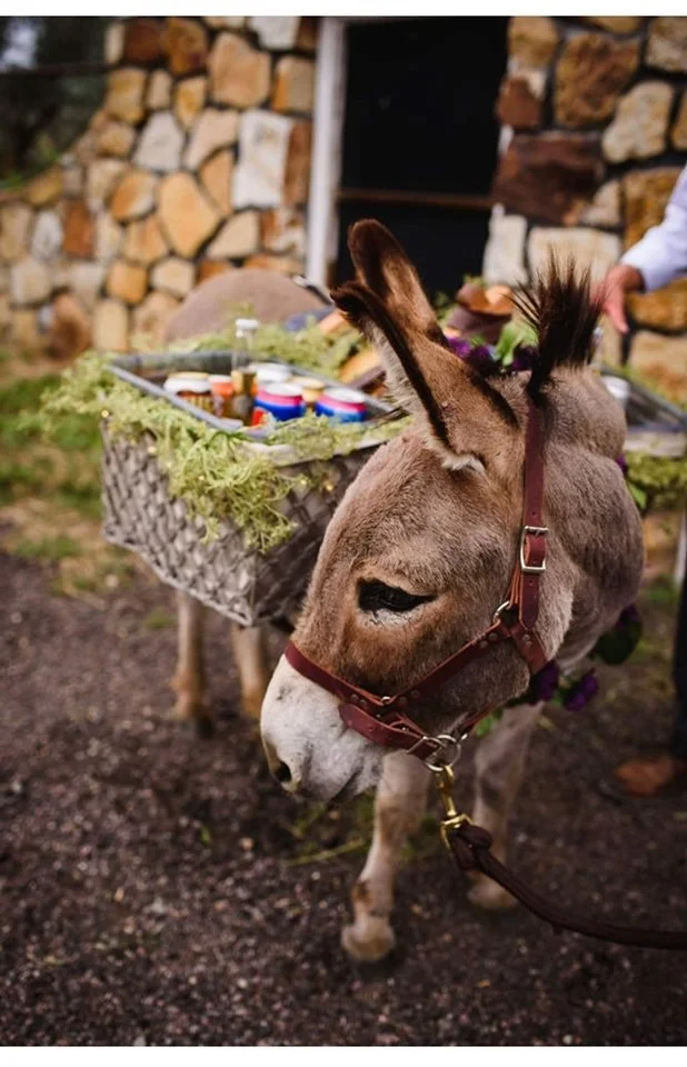 A donkey with a harness carries a basket filled with flowers and greenery, standing outdoors near a stone wall.