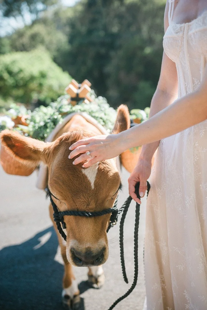 A person in a white dress gently petting a brown and white calf, which is wearing a halter, outdoors on a sunny day with greenery in the background.