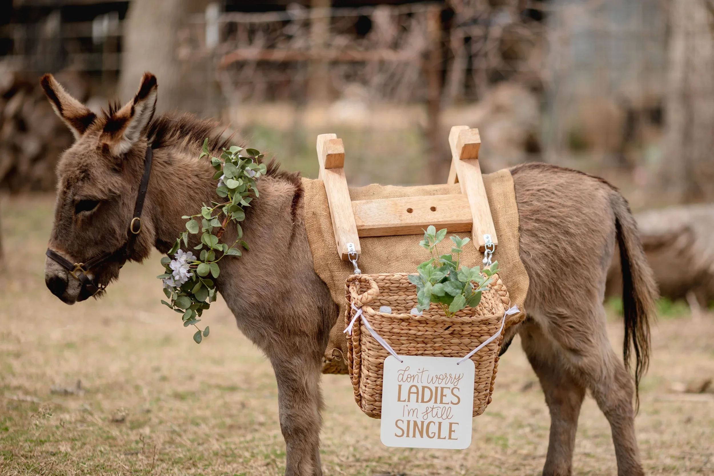 A donkey wearing a sign that says "don't worry ladies, I'm still single". The donkey has a wooden saddle and a basket filled with green plants, and a leafy garland around its neck.