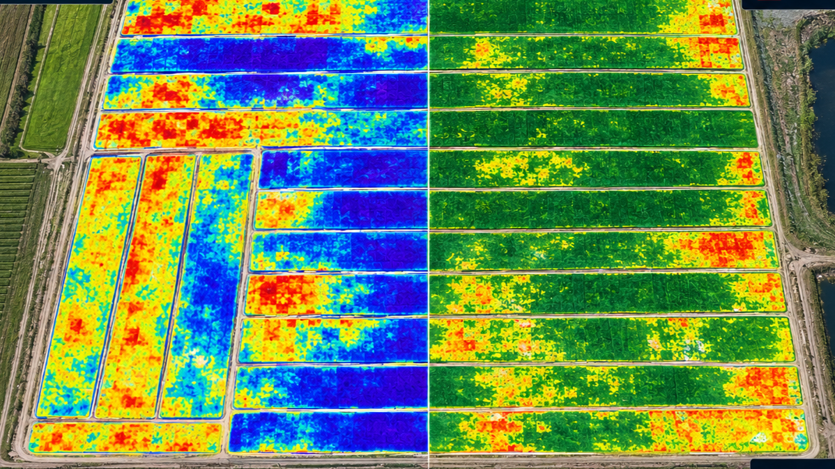 Aerial view of agricultural turf sod fields with both thermal and multispectral drone imaging maps along with analysis indicating crop health, yields, and inventory. Central FL, South FL, Highlands County, USA Agricultural Drone Services.