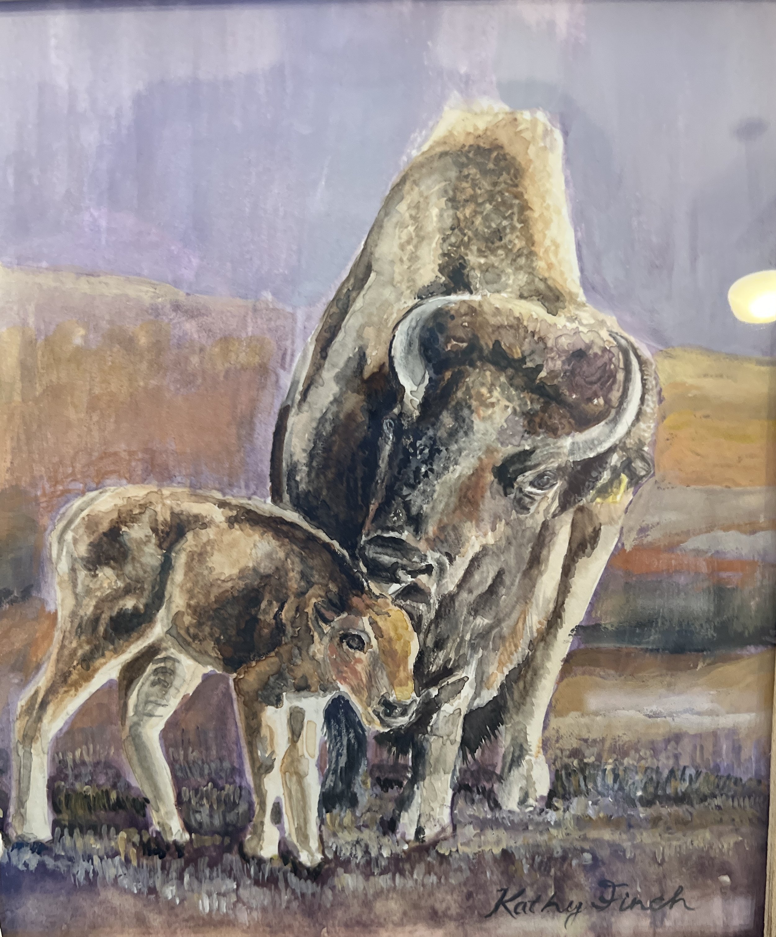 Bison