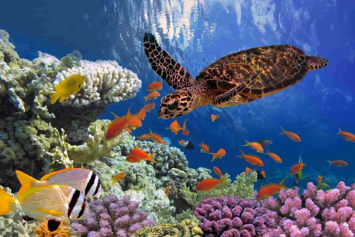 RED SEA - Egypt