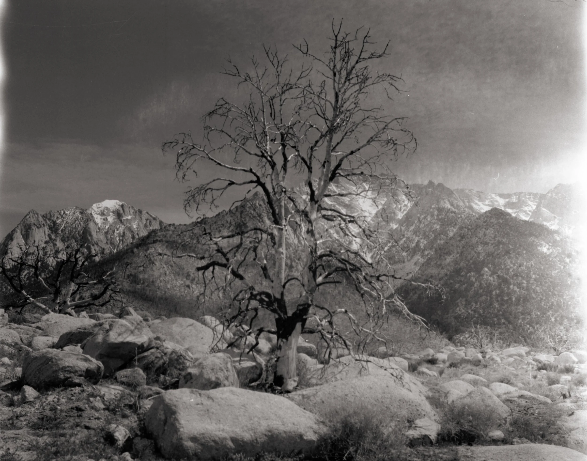 lone pine tree-16.jpg