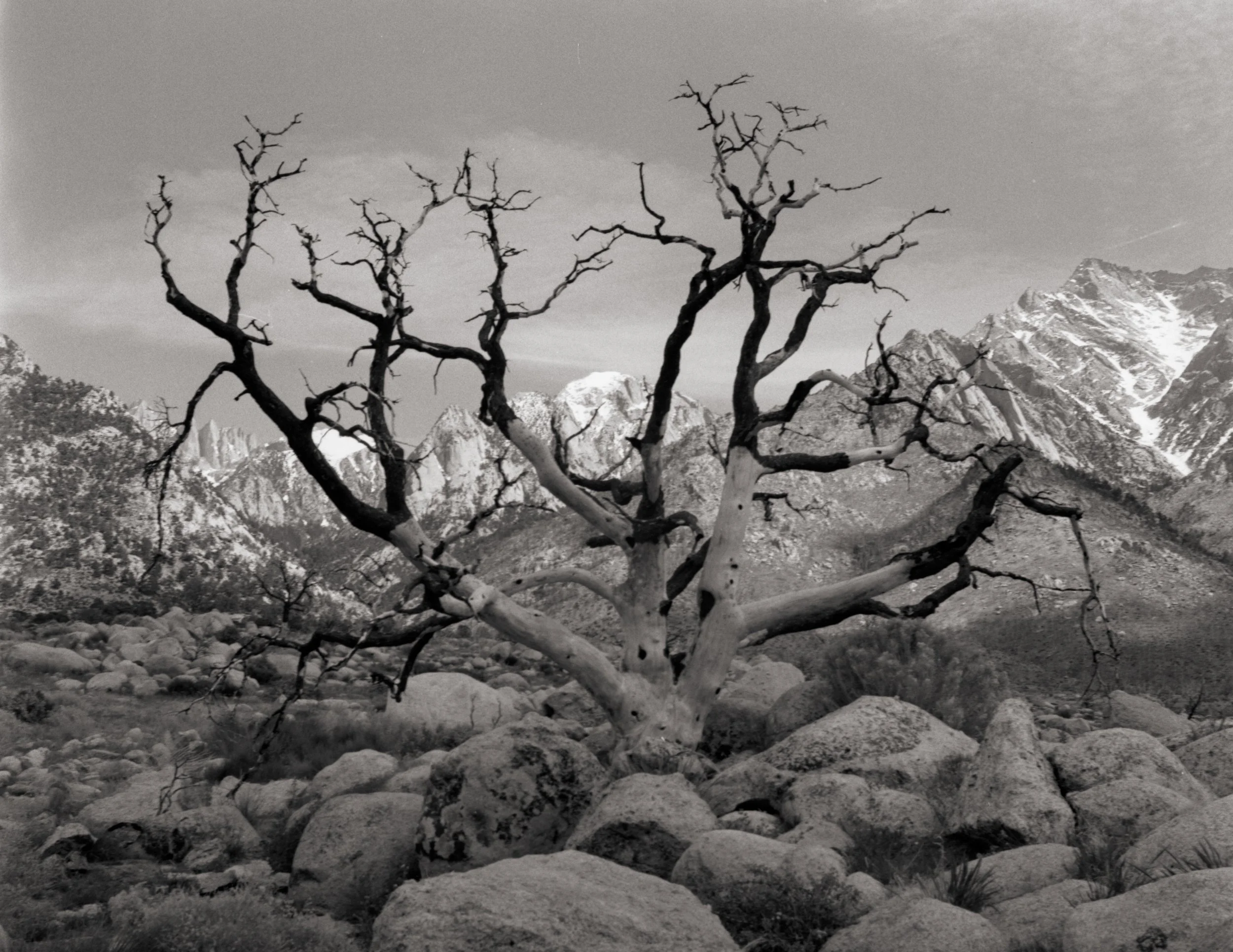 lone pine tree-8.jpg